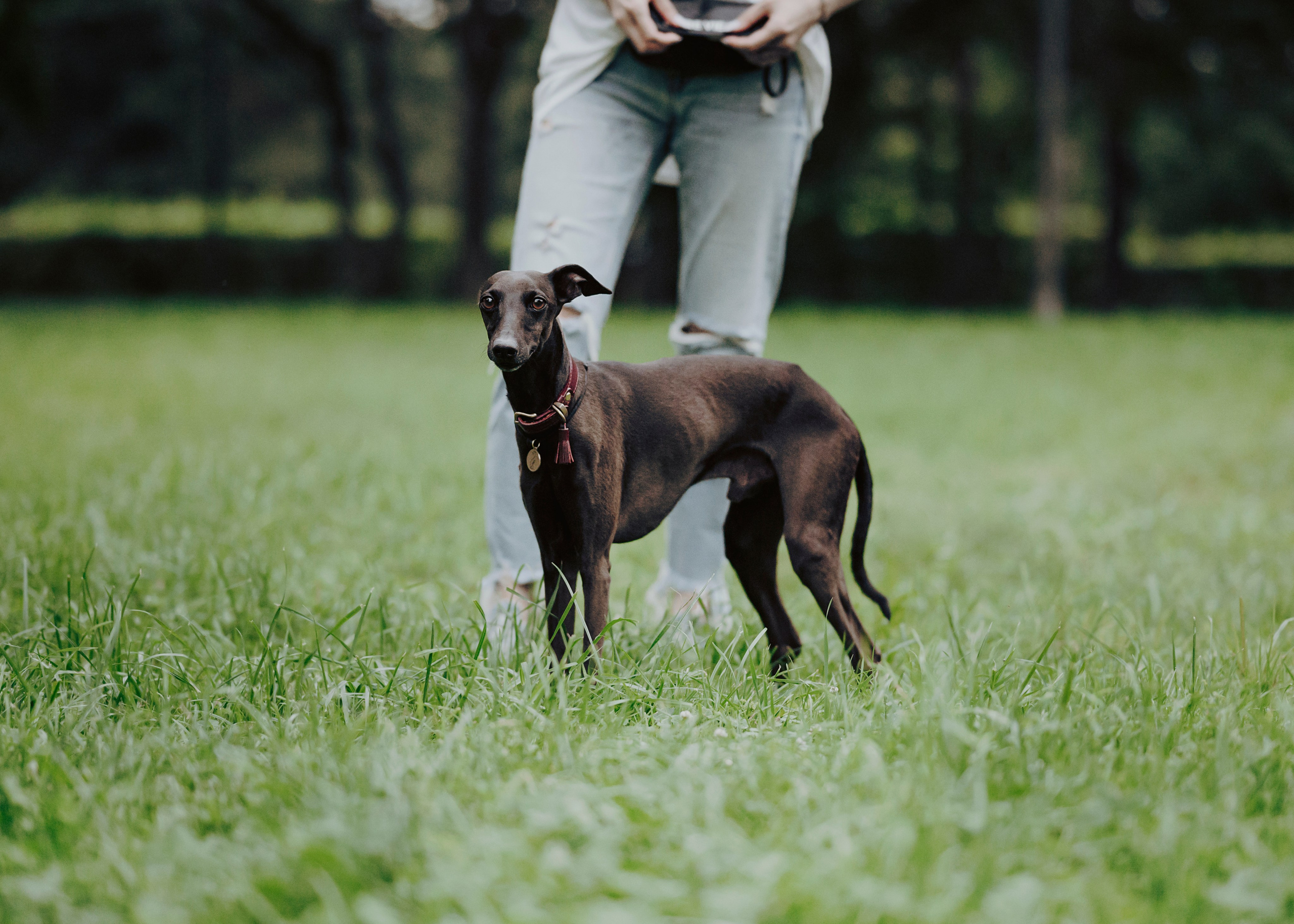 Дофи. Фотограф- анималист Александра Матвеева