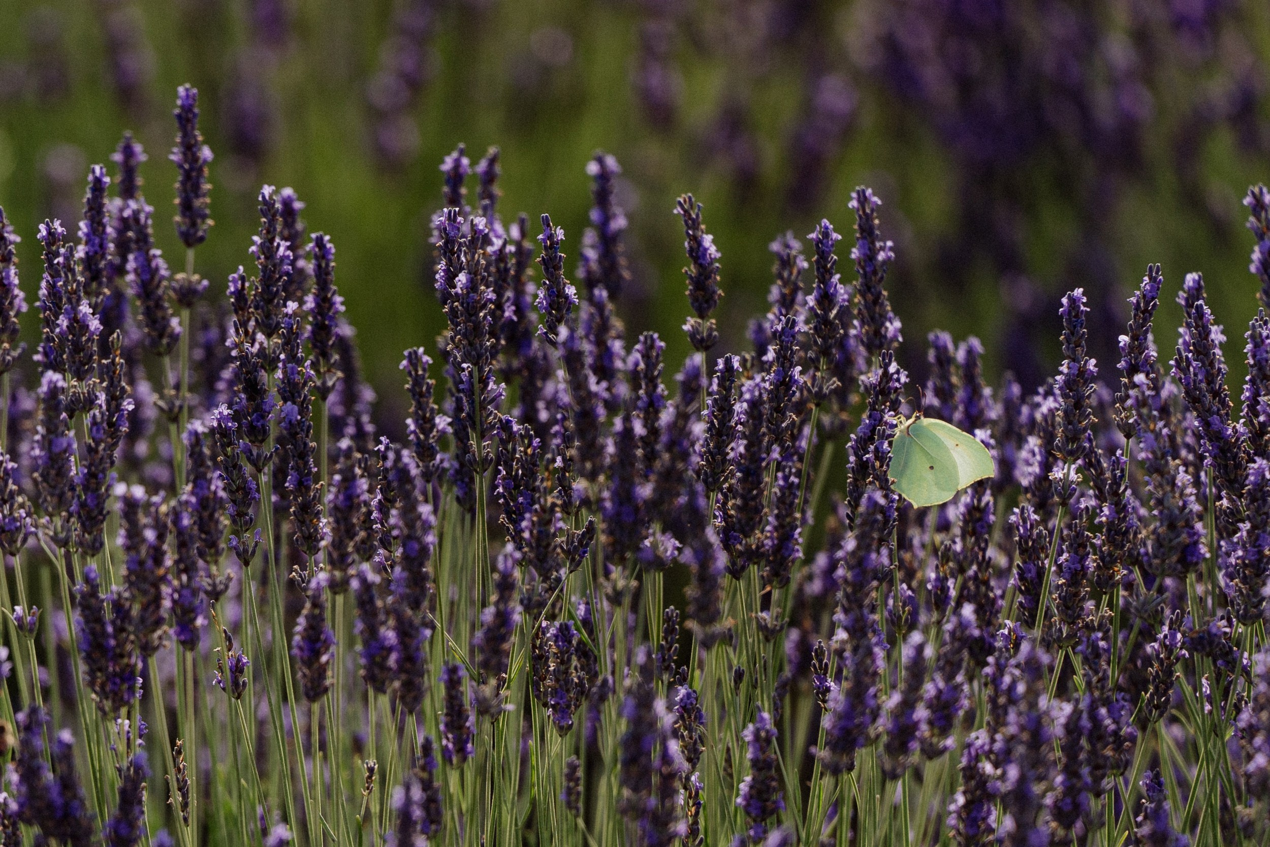 Anastasia & Mathieu Wedding day. Главная