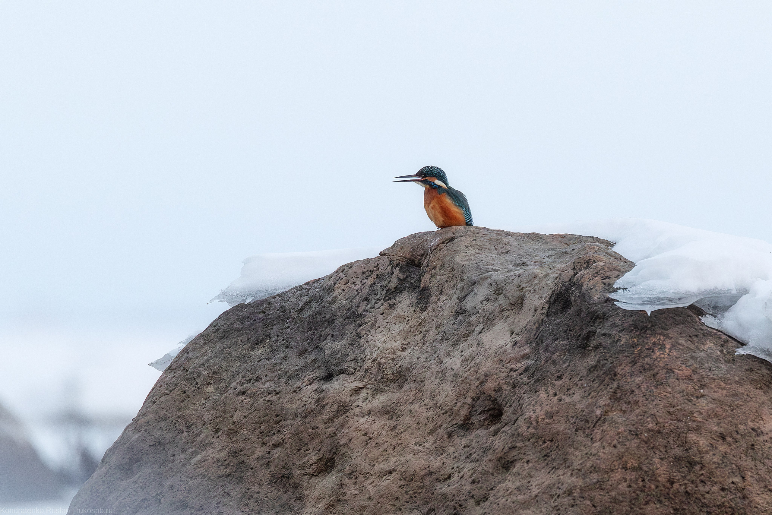 Зимородок. Архитектурный и пейзажный фотограф Кондратенко Руслан, Санкт-Петербург