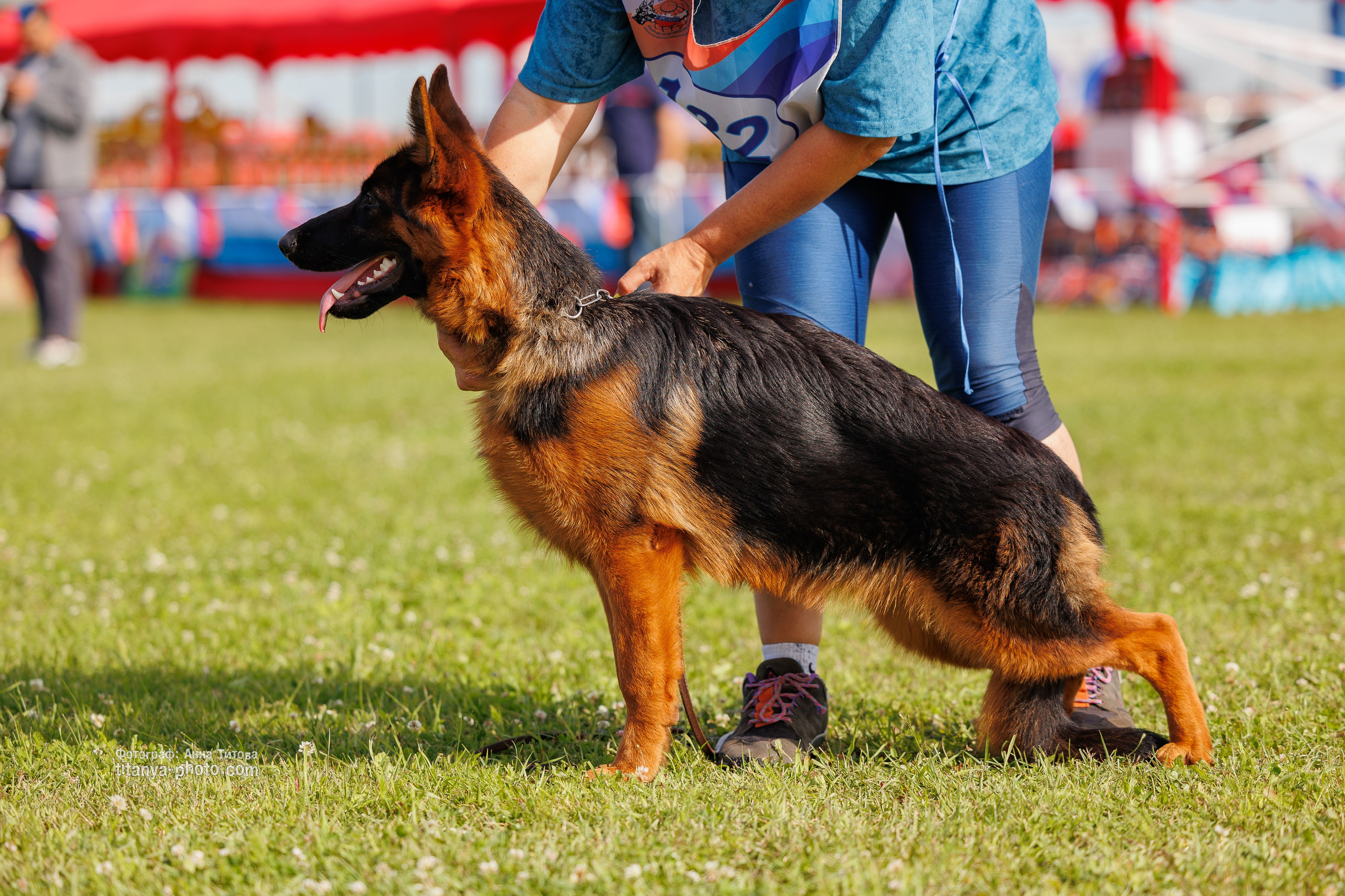 Немецкие овчарки: фото из рингов и вне ринга, мутпроба (фотографии с выставок). Фотограф собак, фотограф-анималист Аня Титова (Titanya). Москва