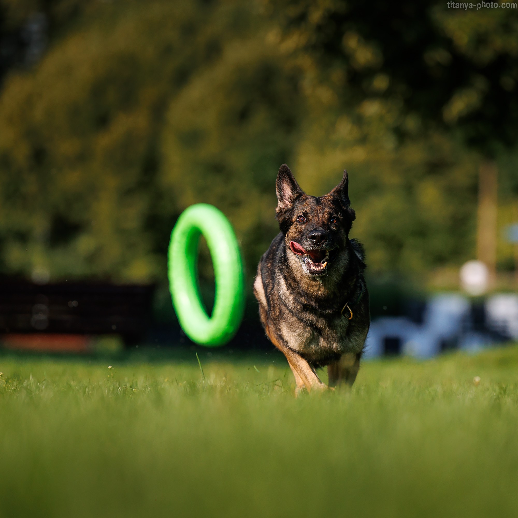 Маша и Харпи. Фотограф собак, фотограф-анималист Аня Титова (Titanya). Москва