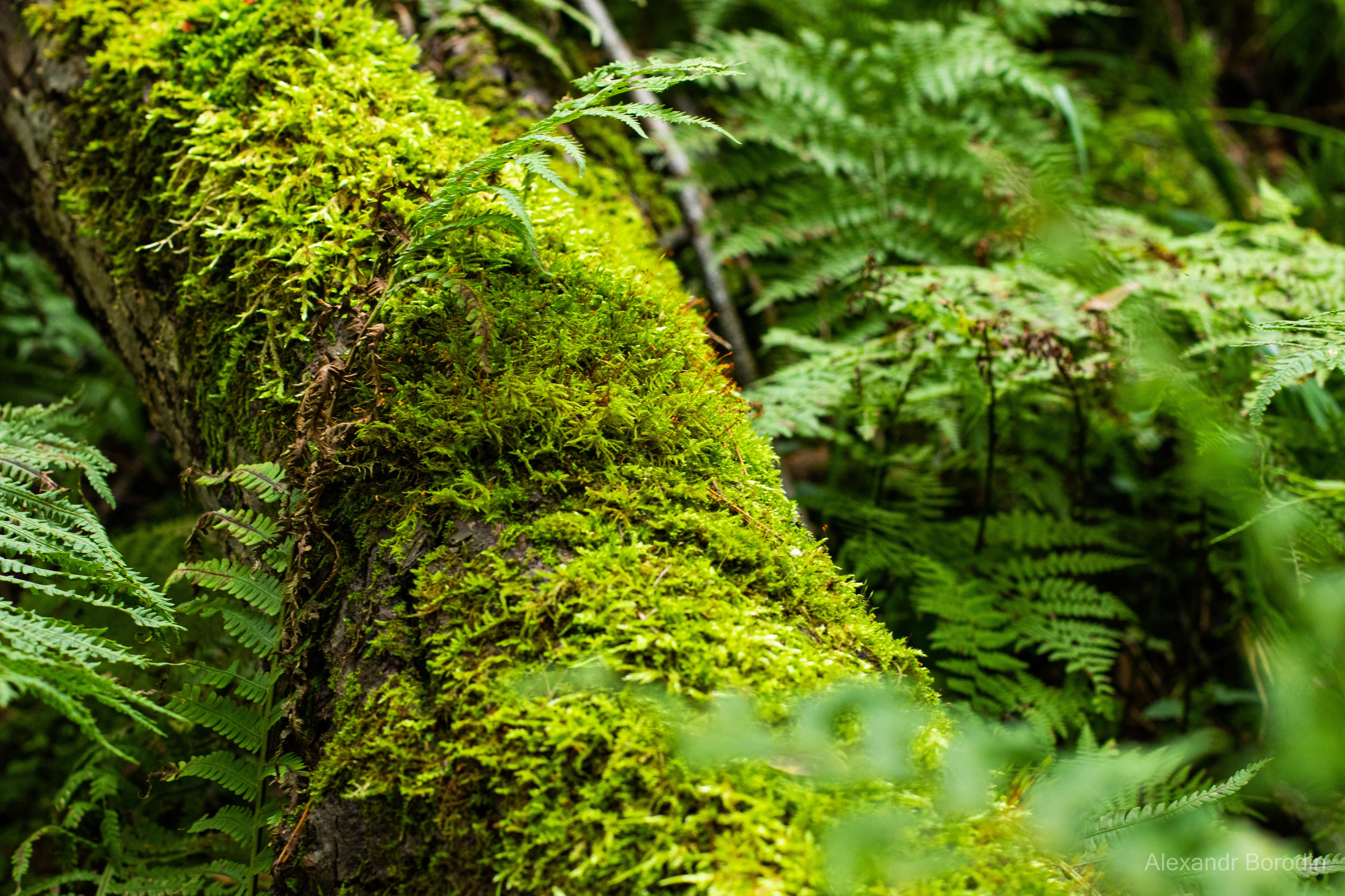 Пейзажи. Профессиональный фотограф Александр Бородин