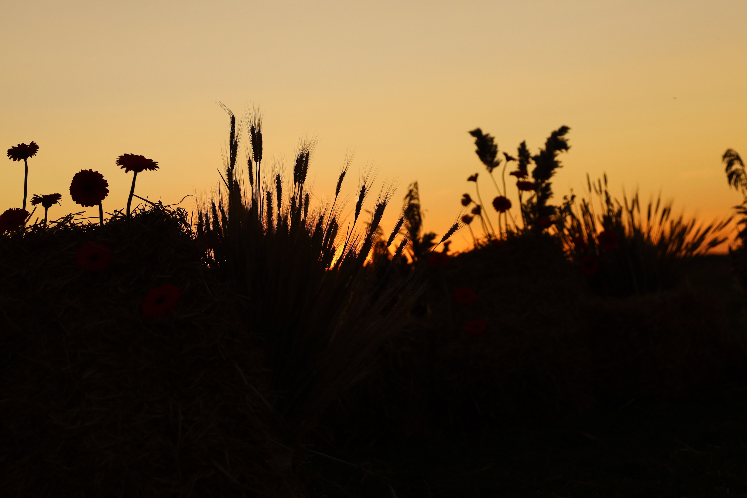 I & E. Anastasia Jes