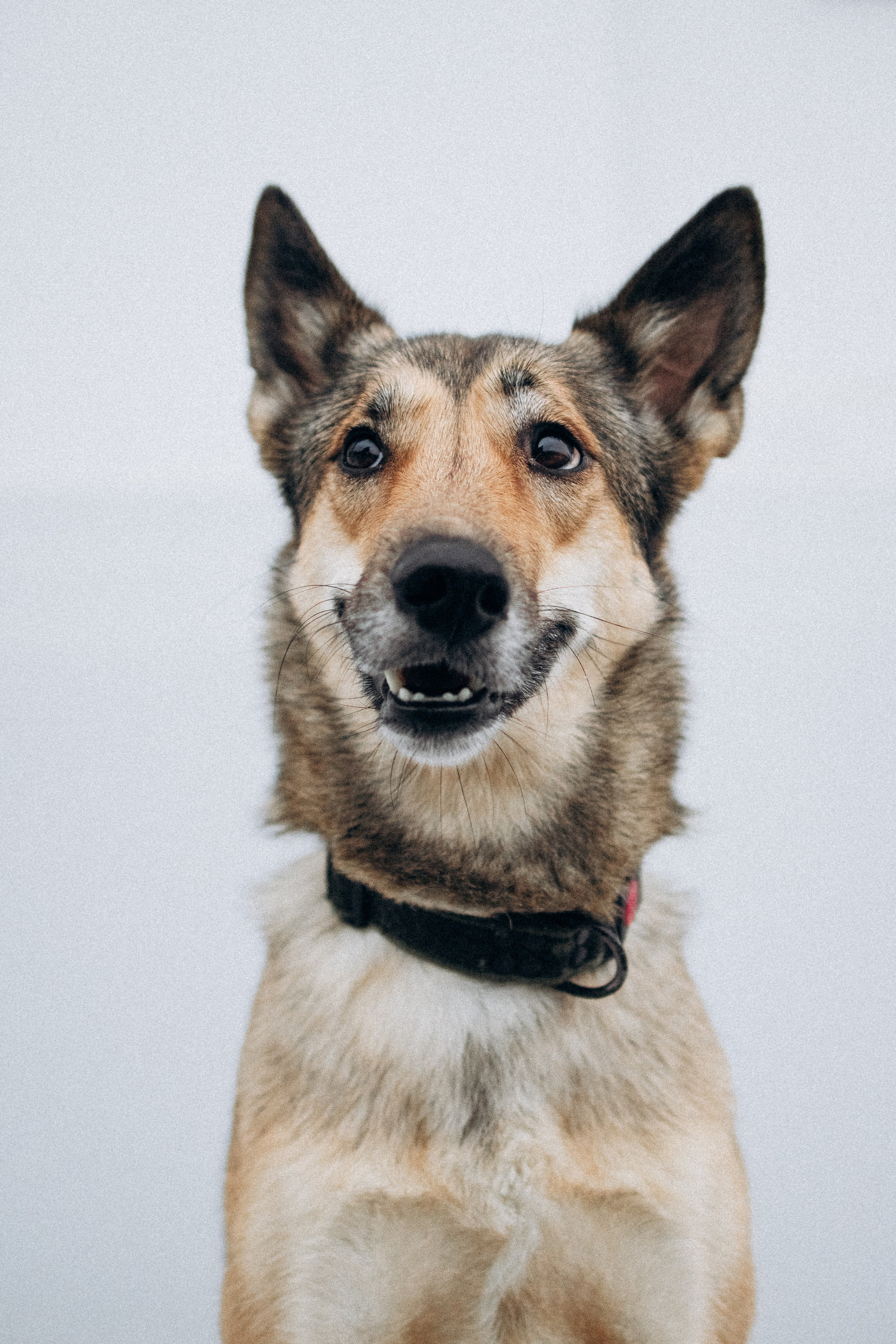 Саша, Ксюша и их банда. Фотораф — анималист Мария Шистка