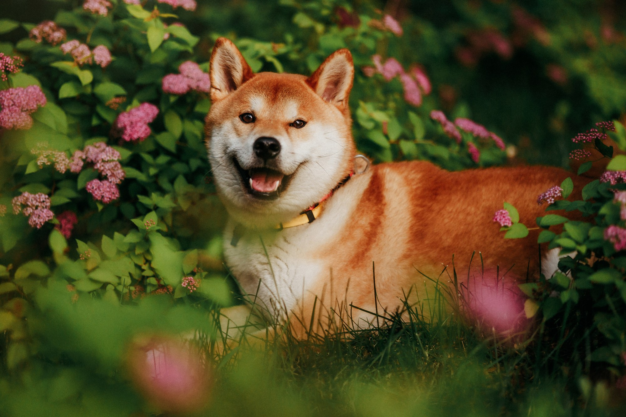 Аня, Влад и Ики. Фотограф-анималист Елена Радченко, Москва