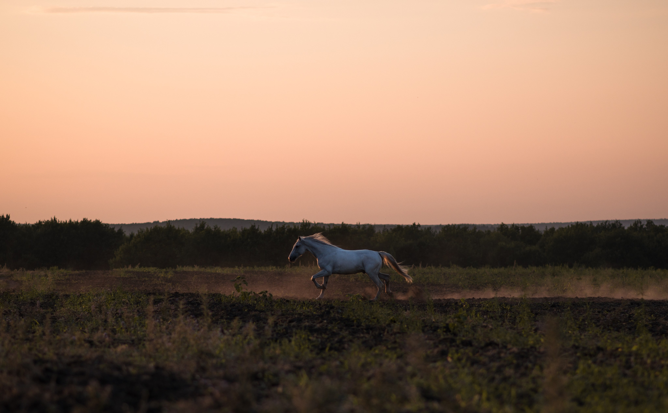 Кристина и Илья, Каспиец и Багрец. Конный фотограф в Саратове Юлия Иванова