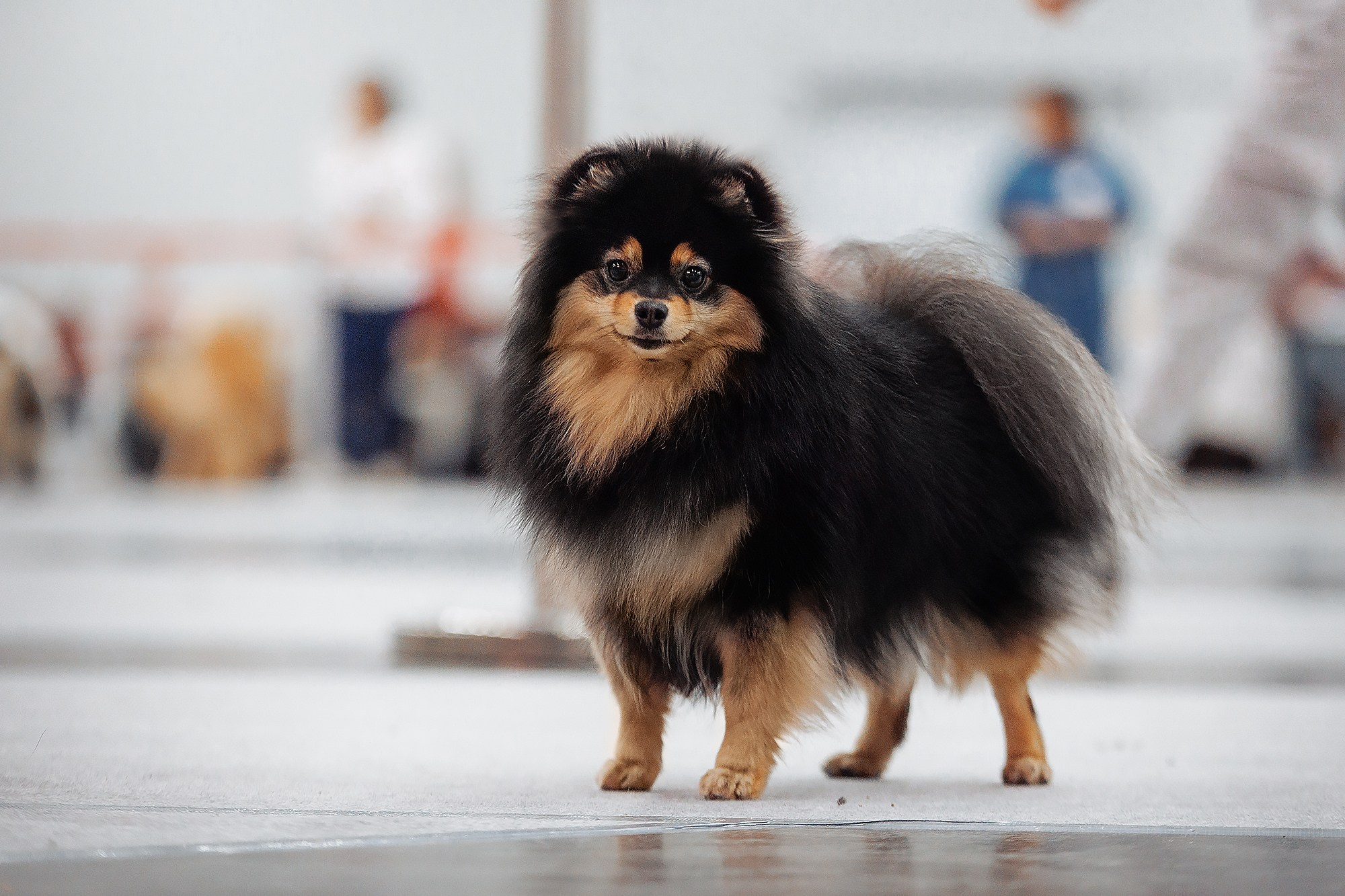 28-29.01.2023 — Казань «Сабанеевка». Фотограф-анималист Саша Вязьмина