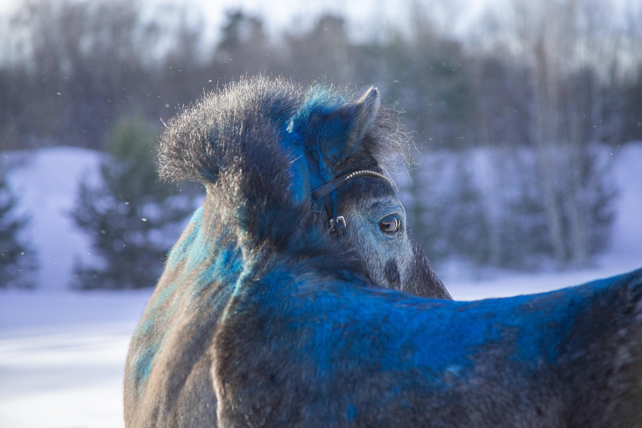 Лошади. Фотосессии с лошадьми в Москве и МО