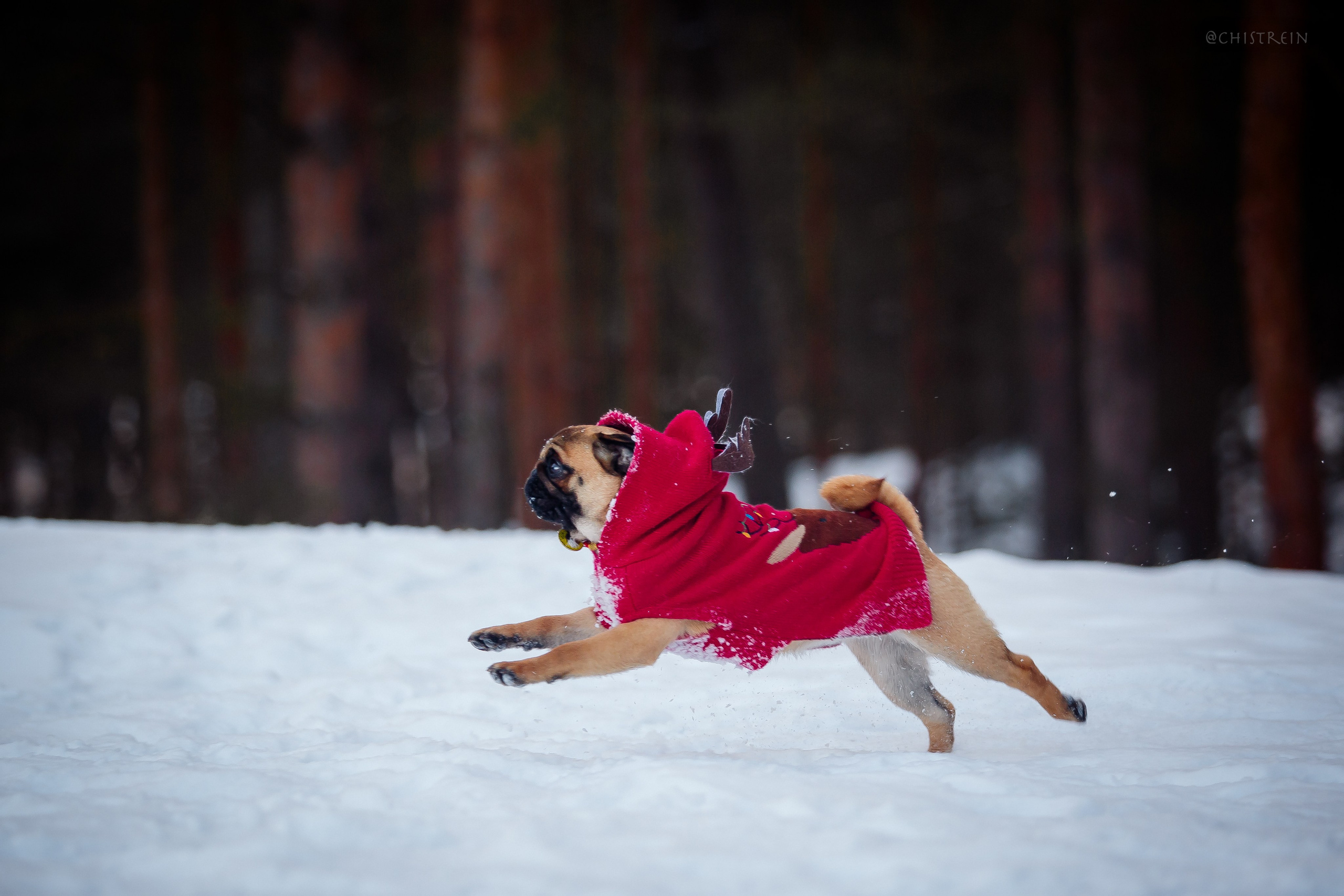 Новогоднее настроение. Роза. Фотограф-анималист Наталия Чистюхина в г. Сосновый Бор и ЛО