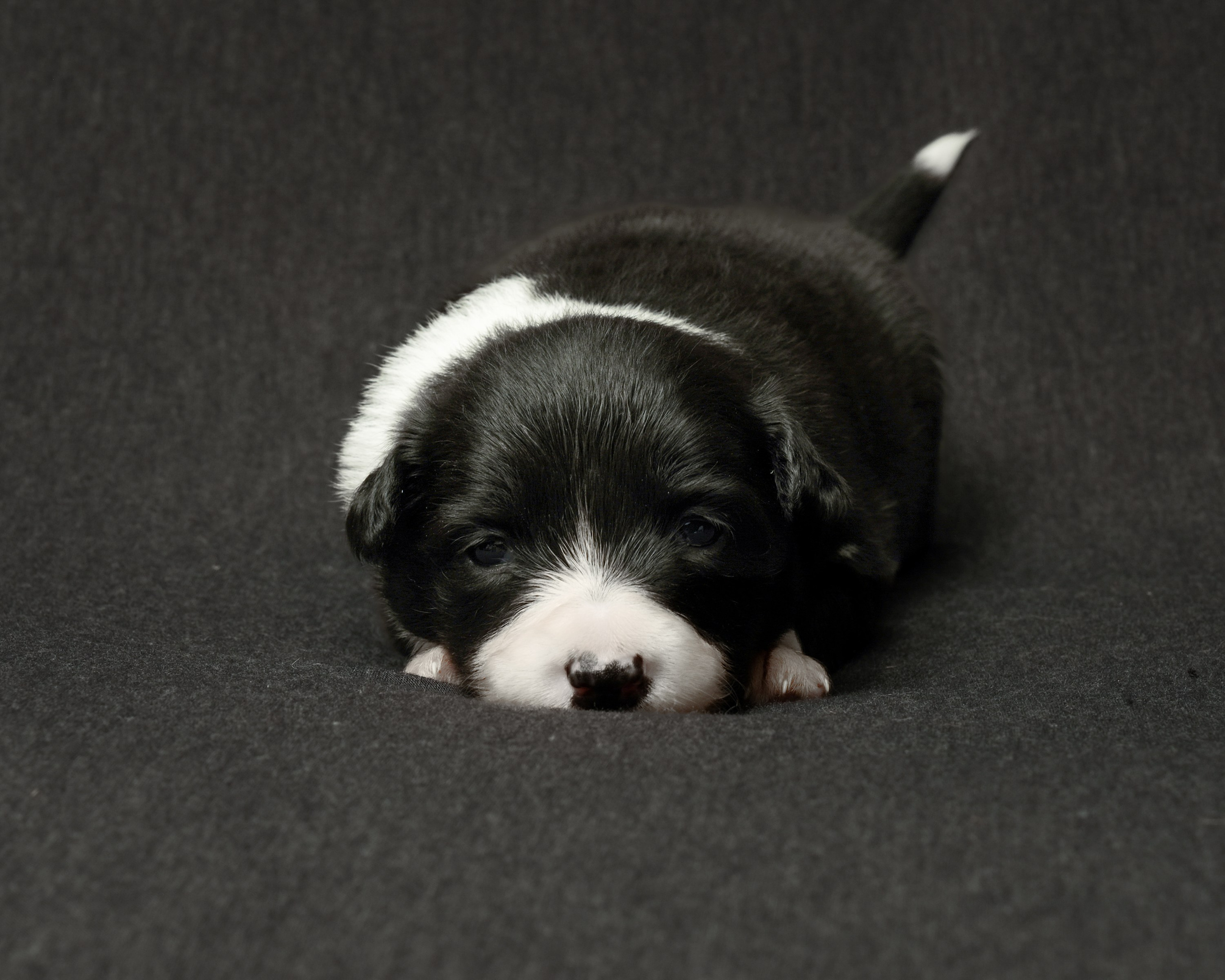 Щенки. Портретный и семейный фотограф в Перми Лена Лоза. Портрет для бизнеса