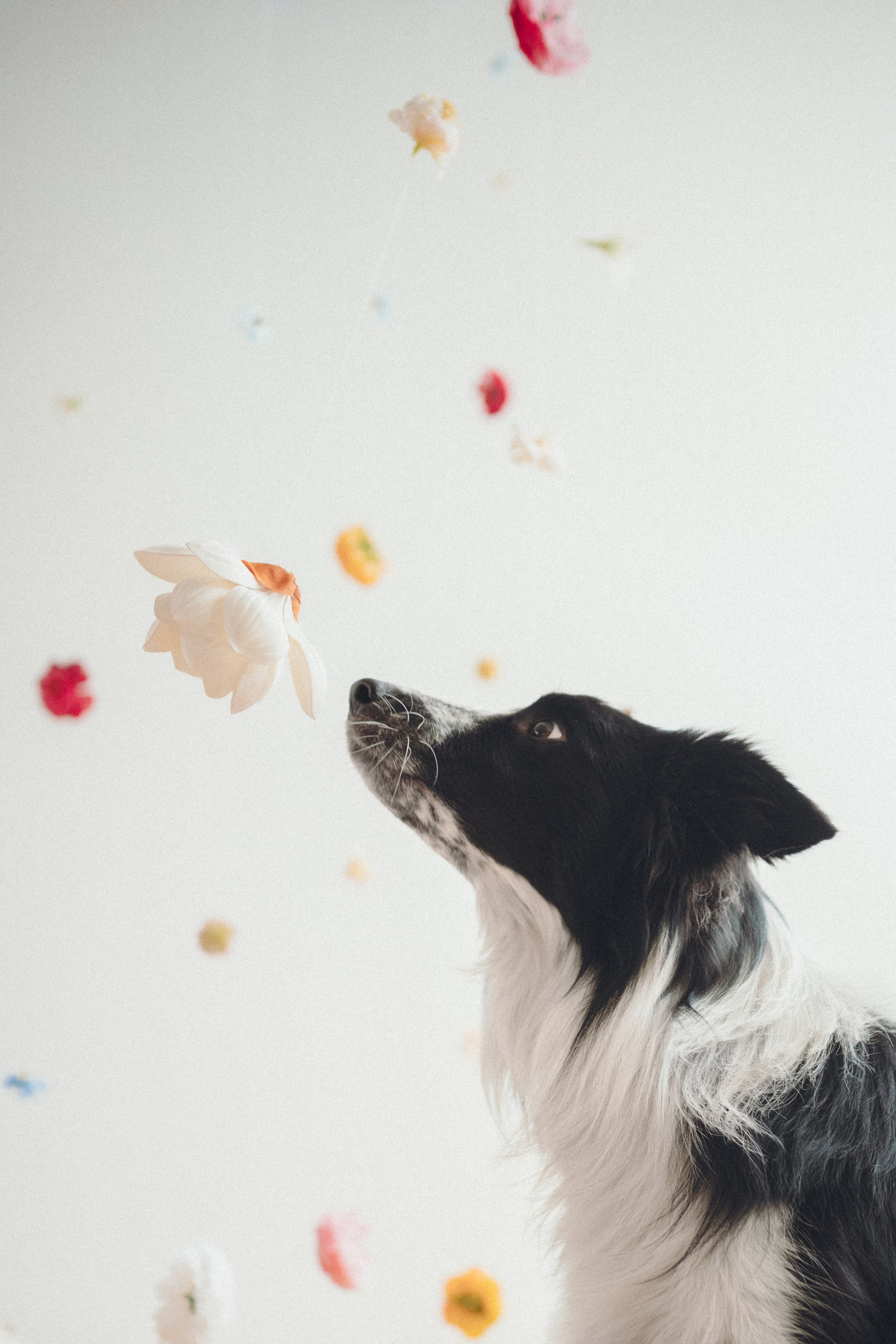Настя и Рэги. Семейный фотограф анималист Ананьева Мария — Москва