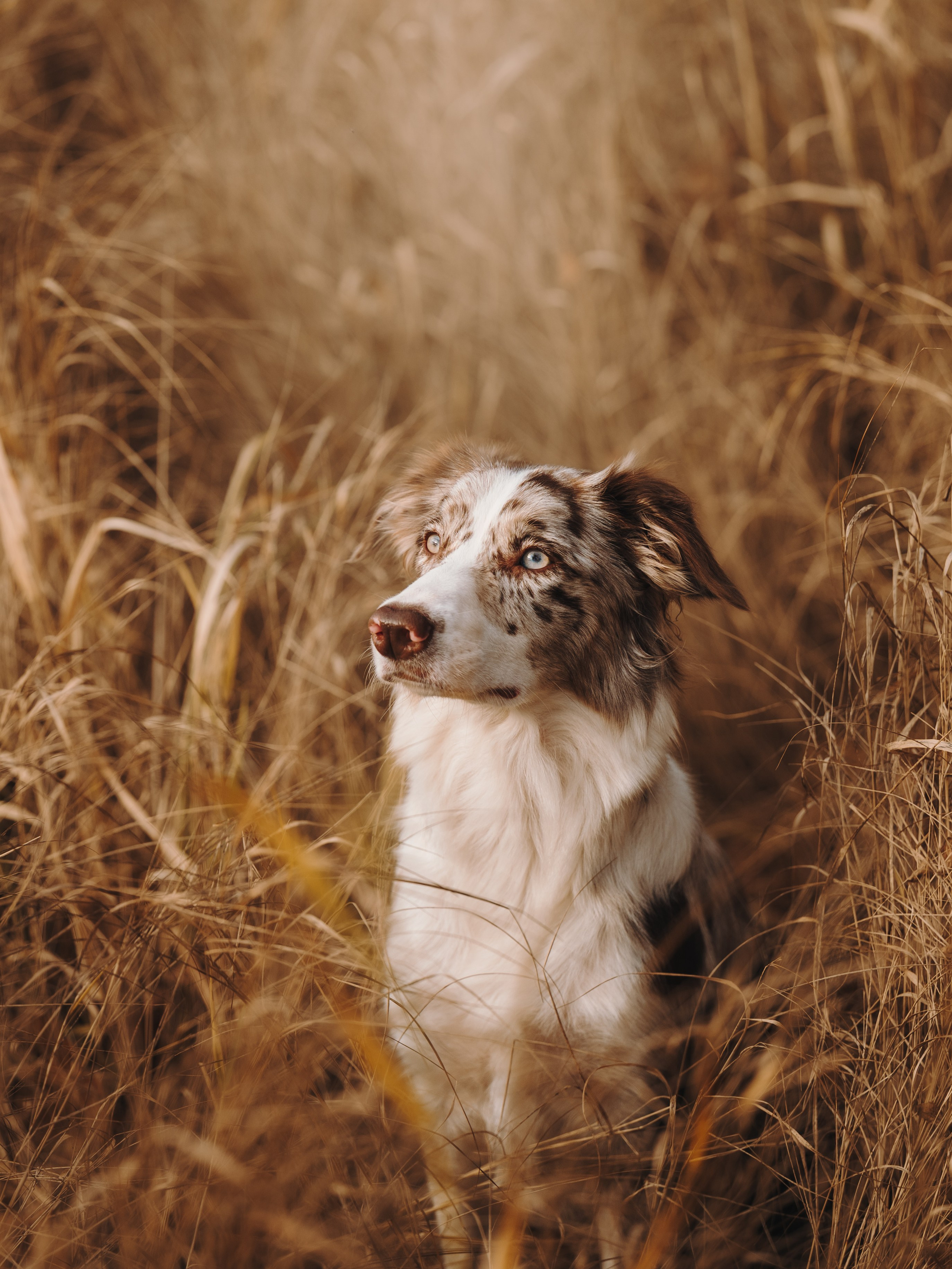 Настя, Максим, Орео и Норд. Семейный фотограф анималист Ананьева Мария — Москва