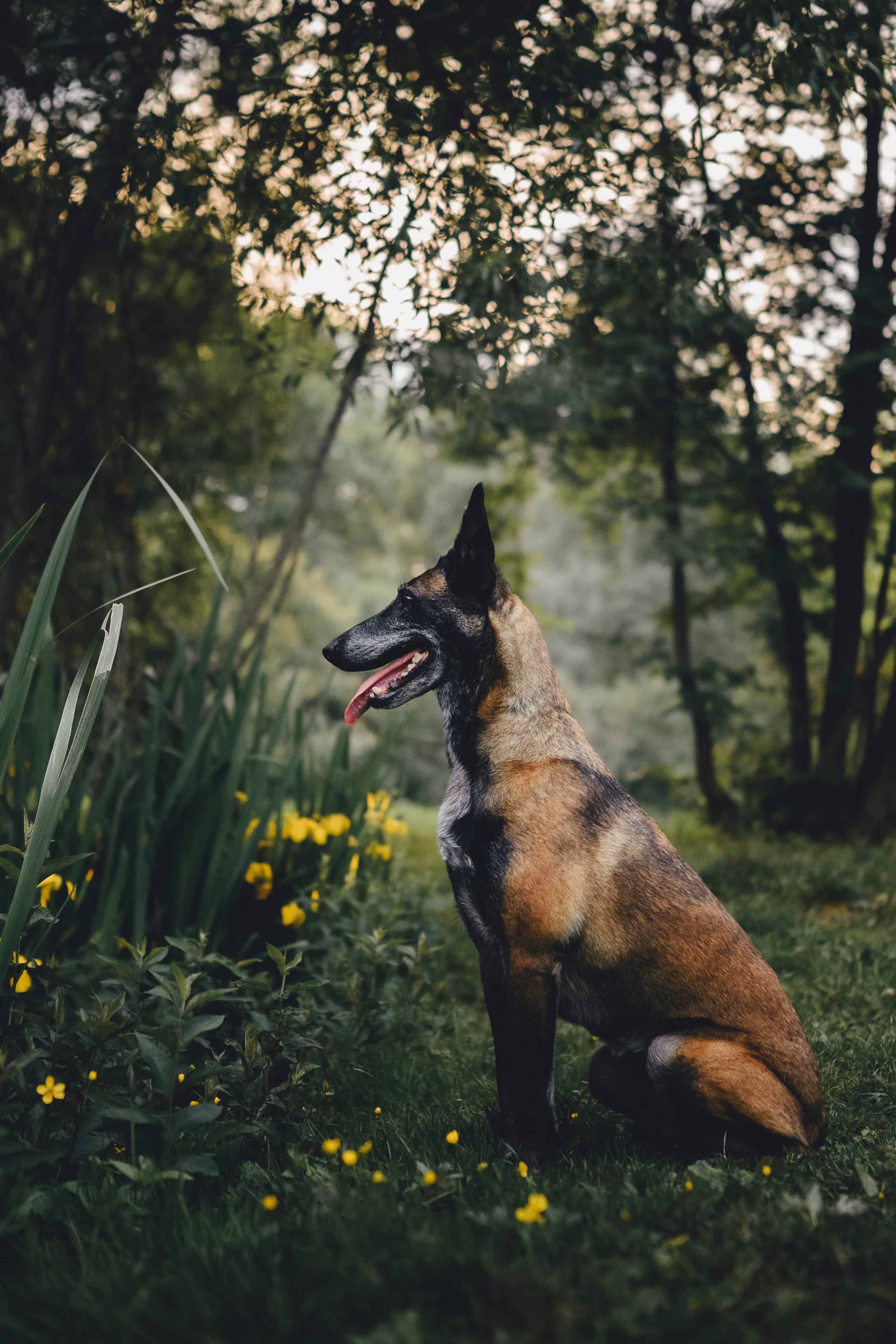 Вика, Ари и Нави. Семейный фотограф анималист Ананьева Мария — Москва