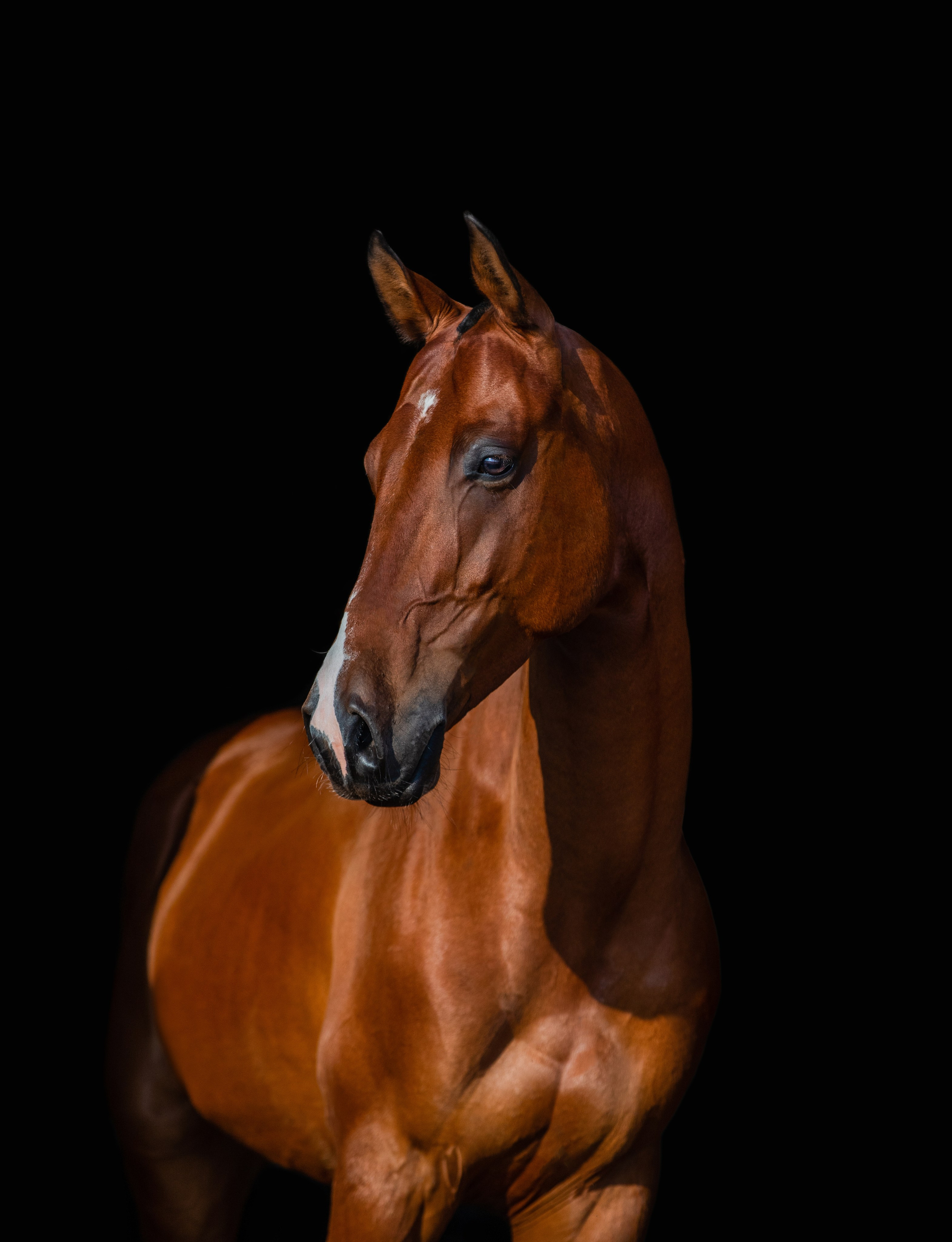 На черном фоне. Фотограф-анималист Ксендзова Кристина