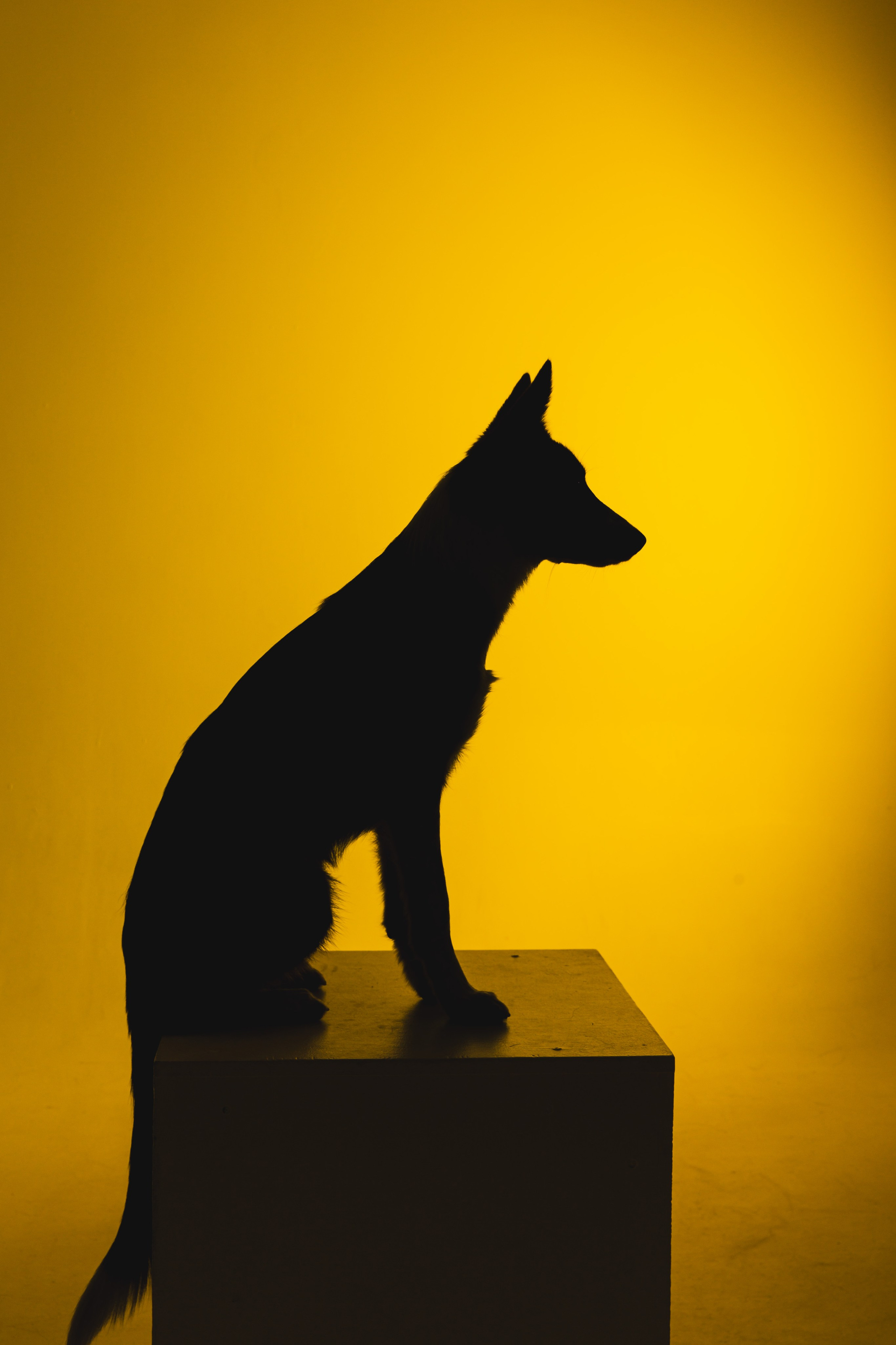 Воркшоп по импульсному свету