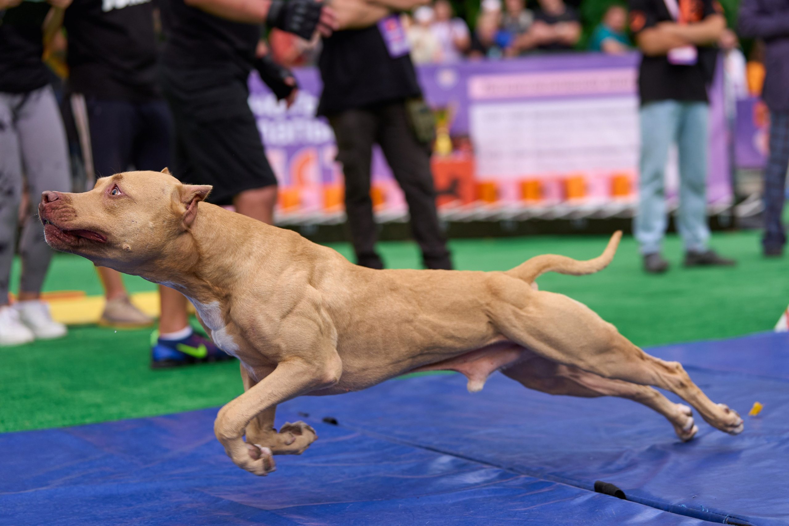 4 лапы Фест. Многоборье. Фотограф-анималист Михаил Манухин