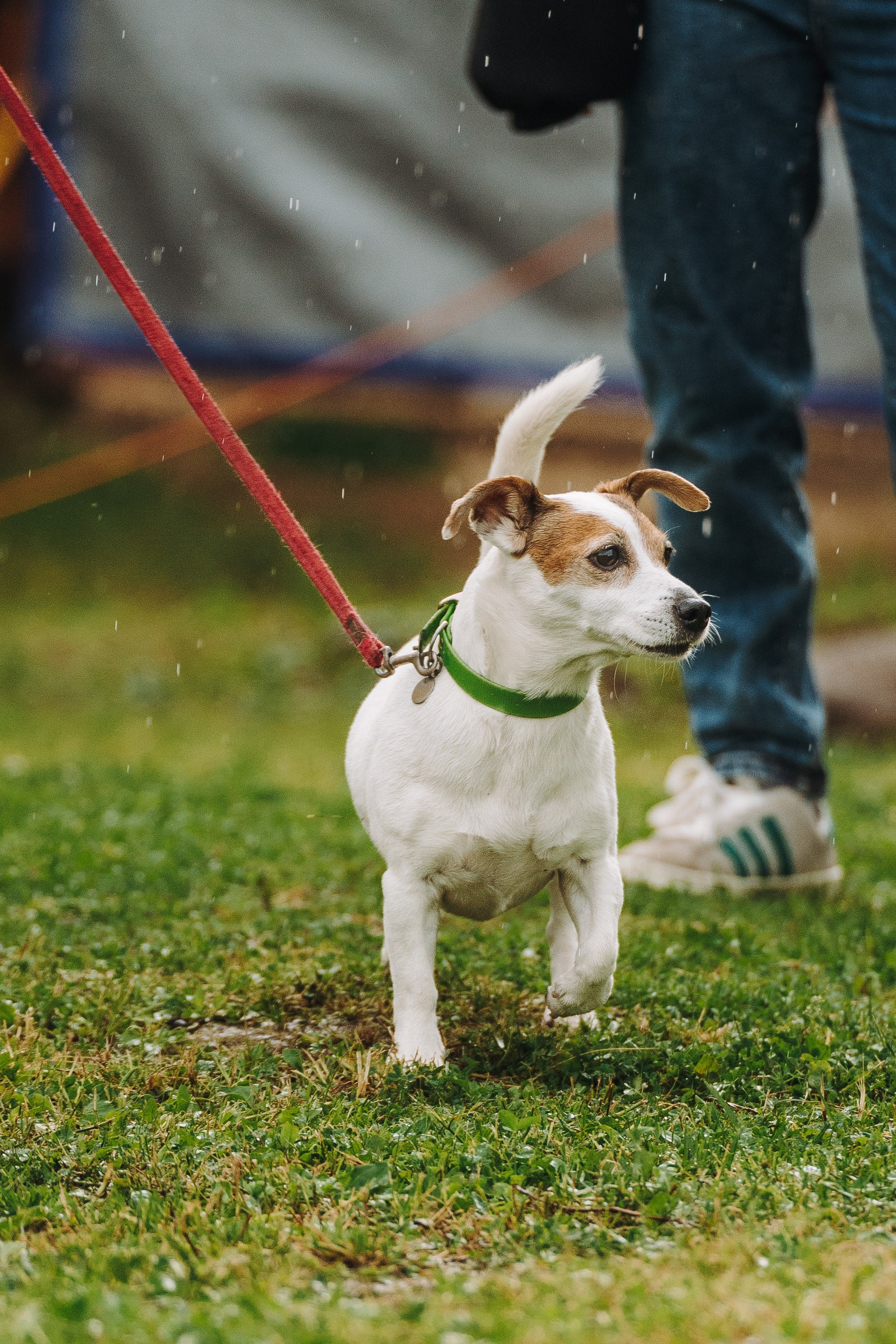 Соревнования по ноузворку в Новожилово. Фотограф анималист в Спб недорого Олеся Майорова