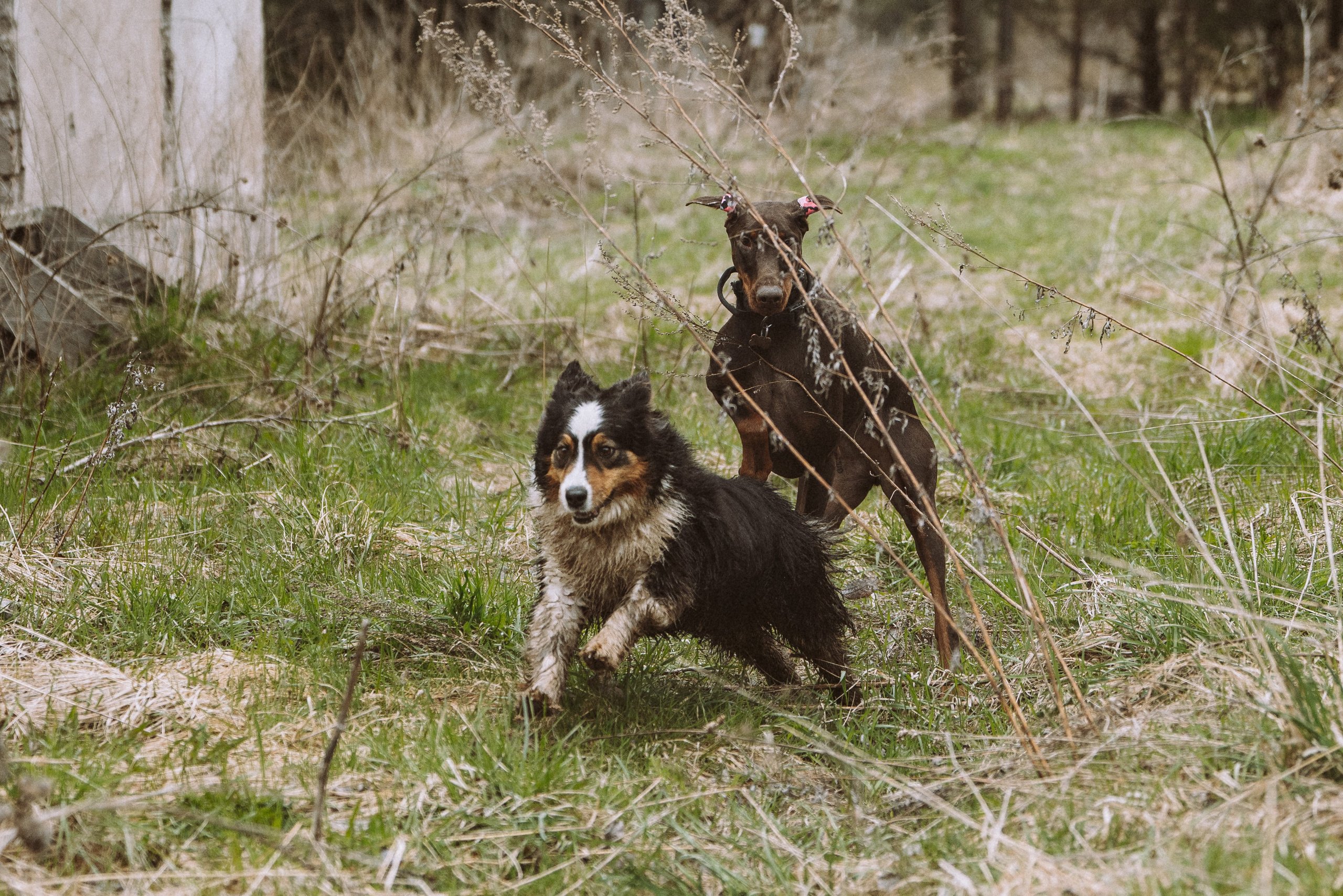 Дог трекинг к финскому хутору. Фотограф анималист в Спб недорого Олеся Майорова
