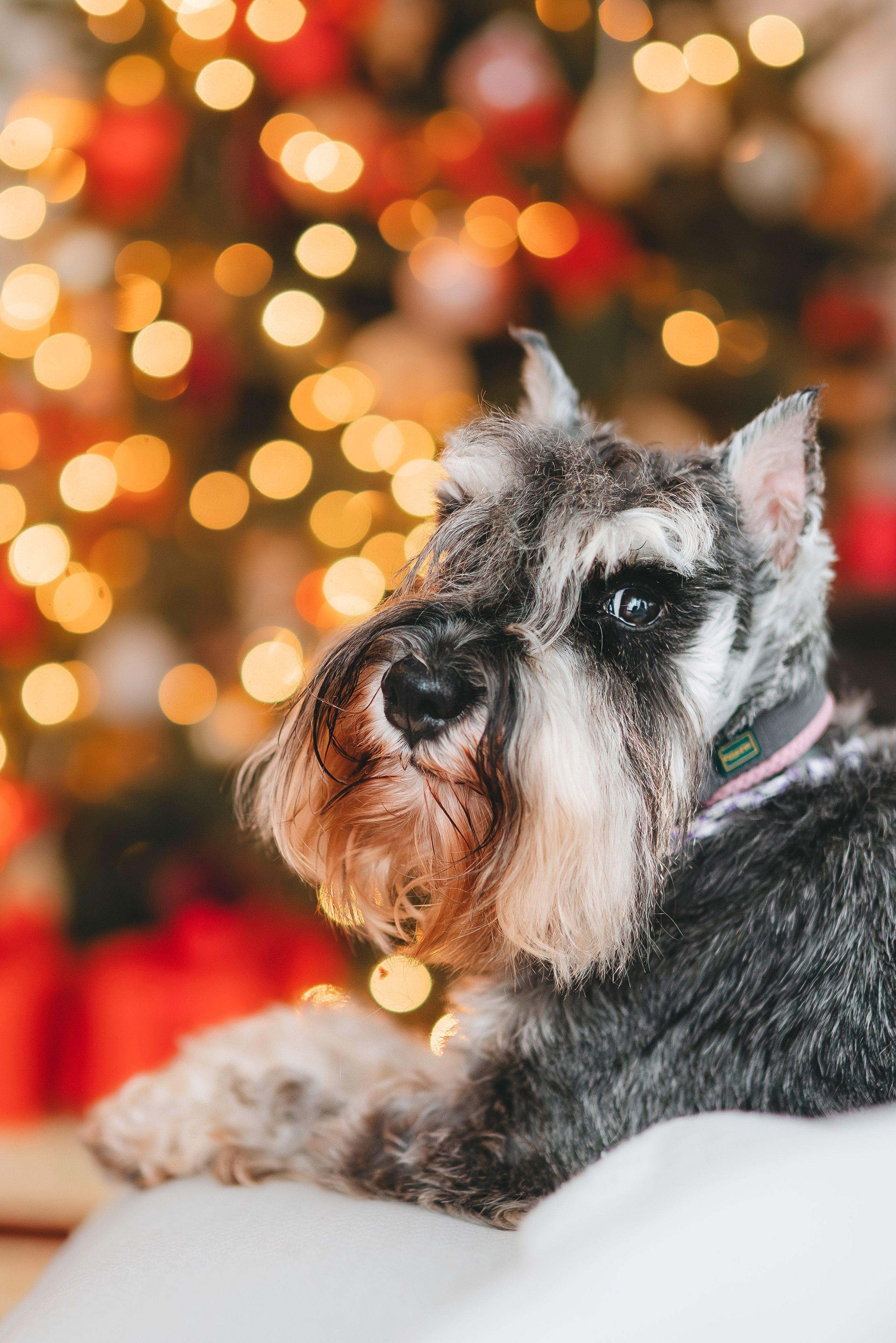 Ольга и Сатори. Фотограф анималист в Спб недорого Олеся Майорова