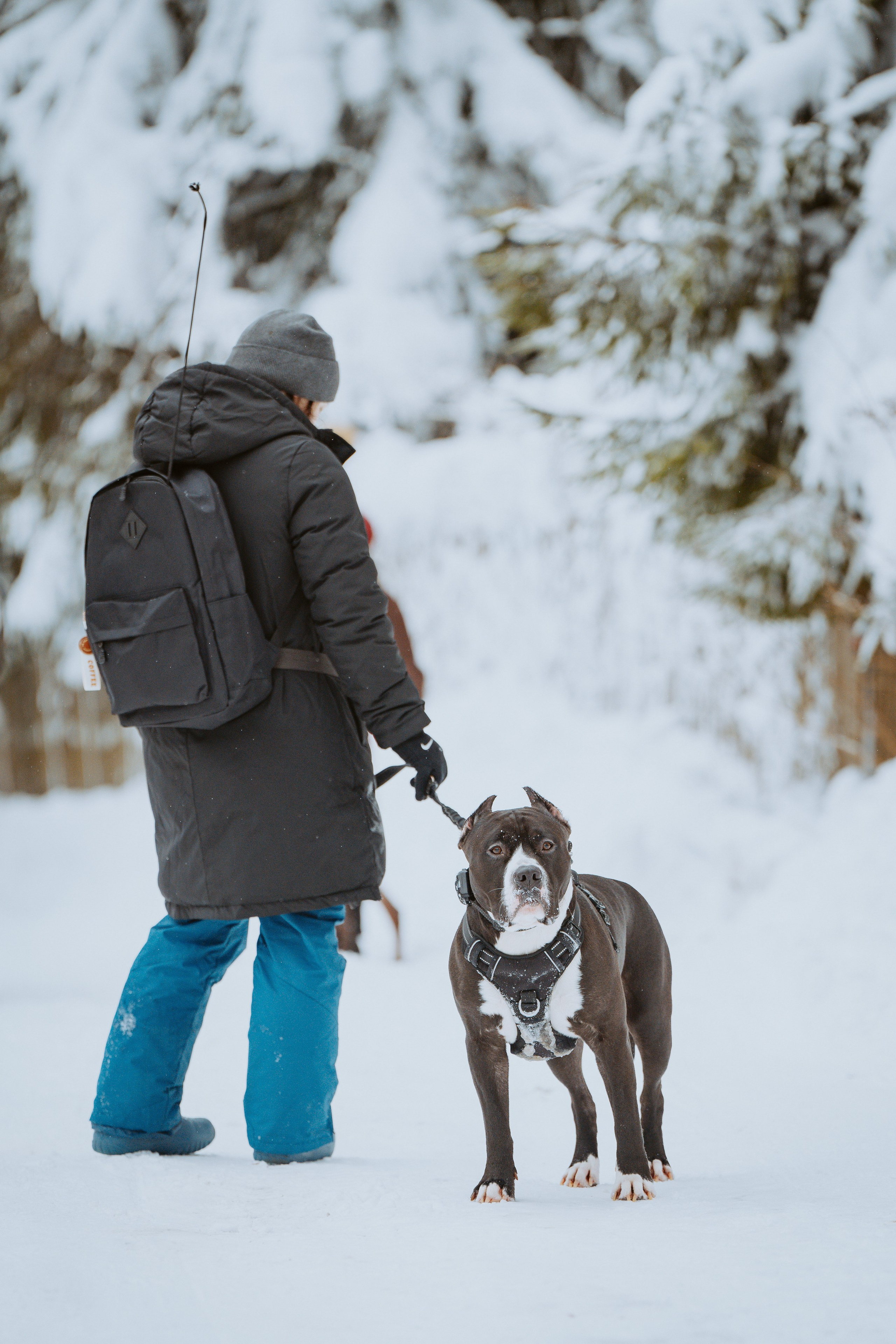 Дог трекинг. Фотограф анималист в Спб недорого Олеся Майорова