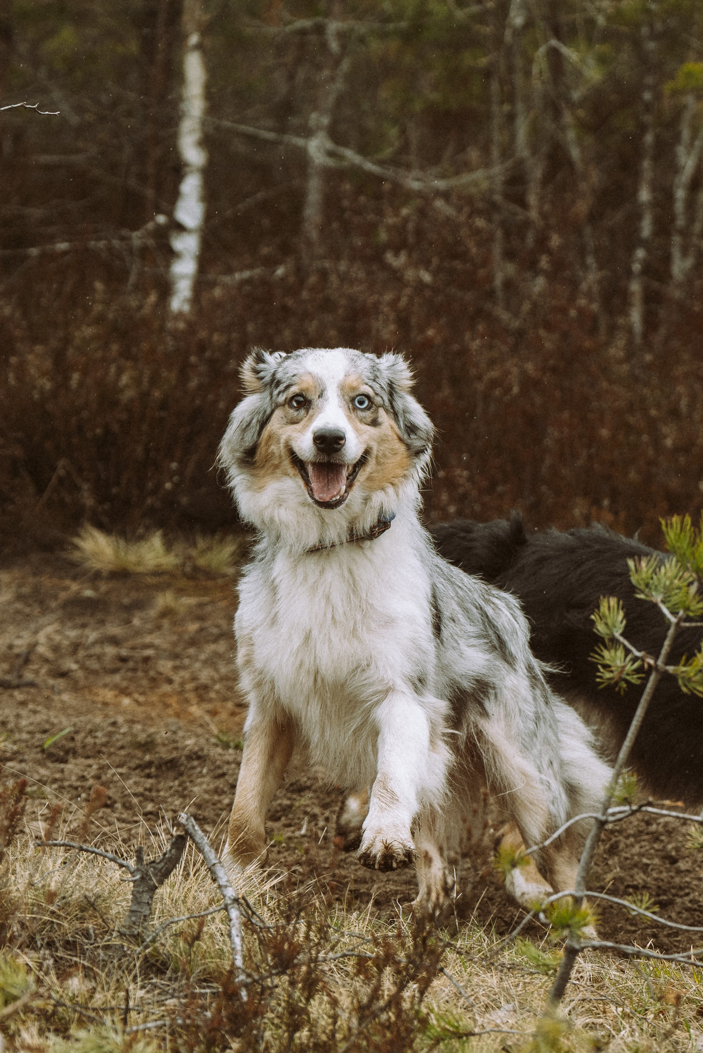 Дог трекинг к финскому хутору. Фотограф анималист в Спб недорого Олеся Майорова