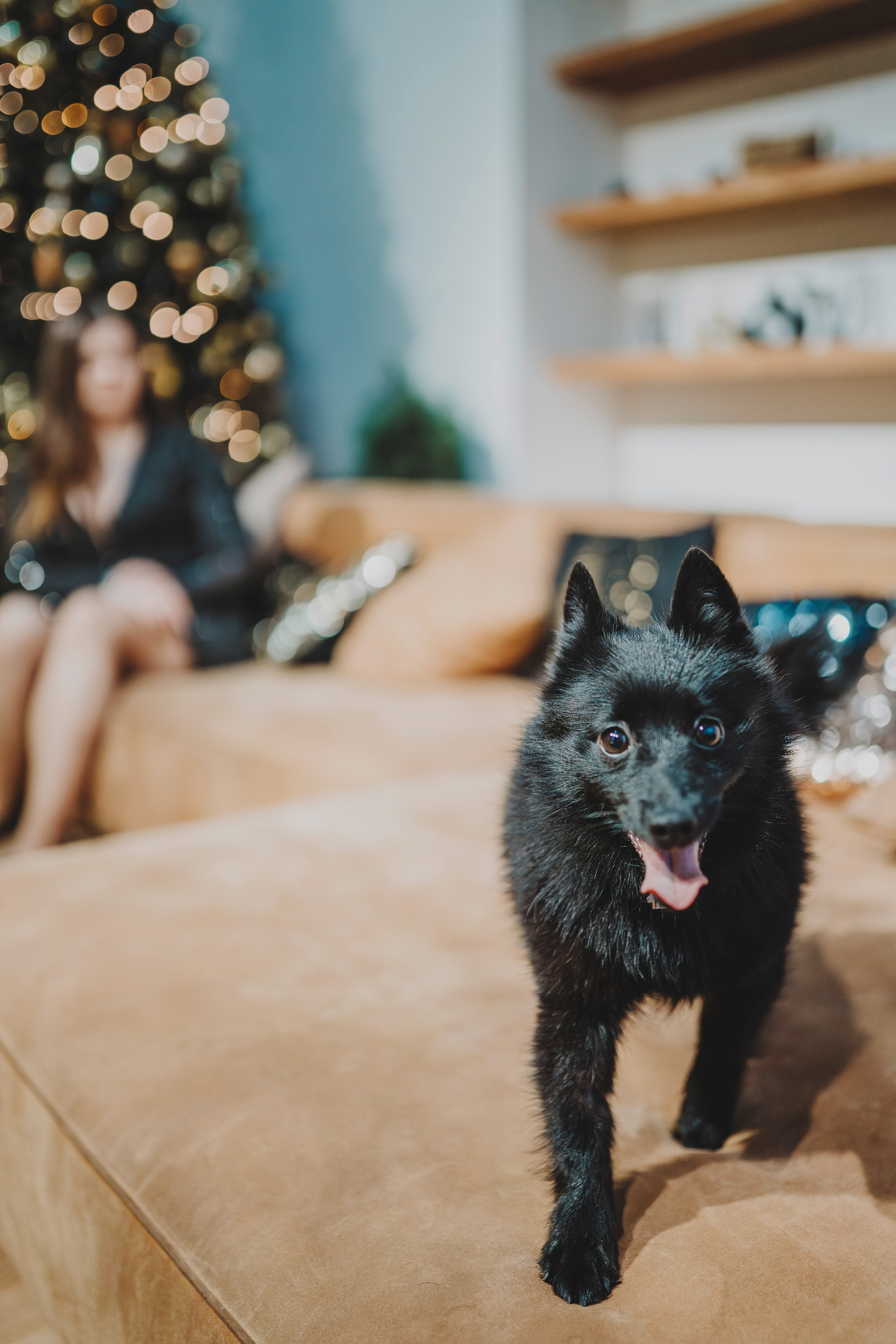 Аня, Андуин и Тесс. Фотограф анималист в Спб недорого Олеся Майорова