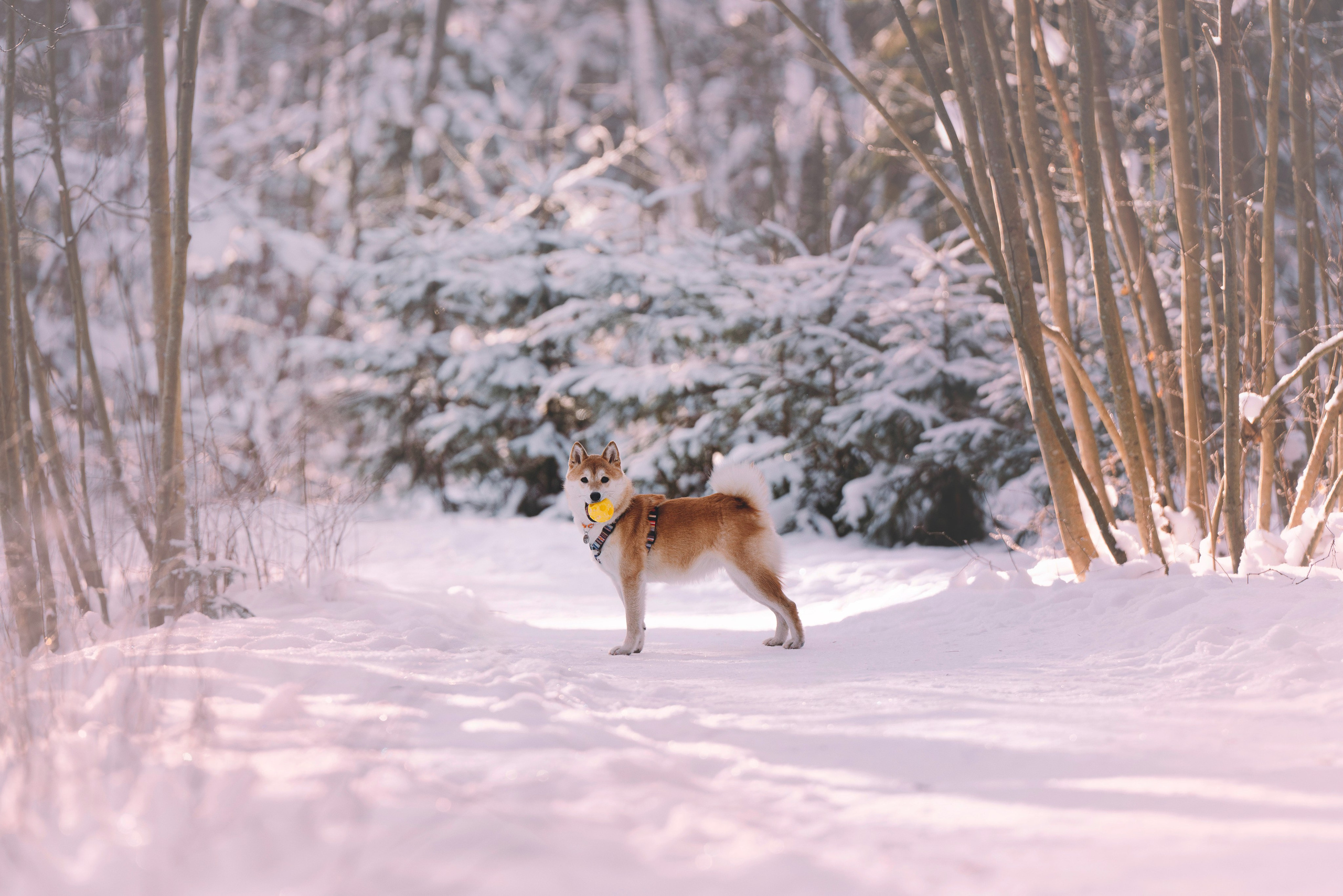 Каори, Анна и Антон. Фотограф анималист в Спб недорого Олеся Майорова