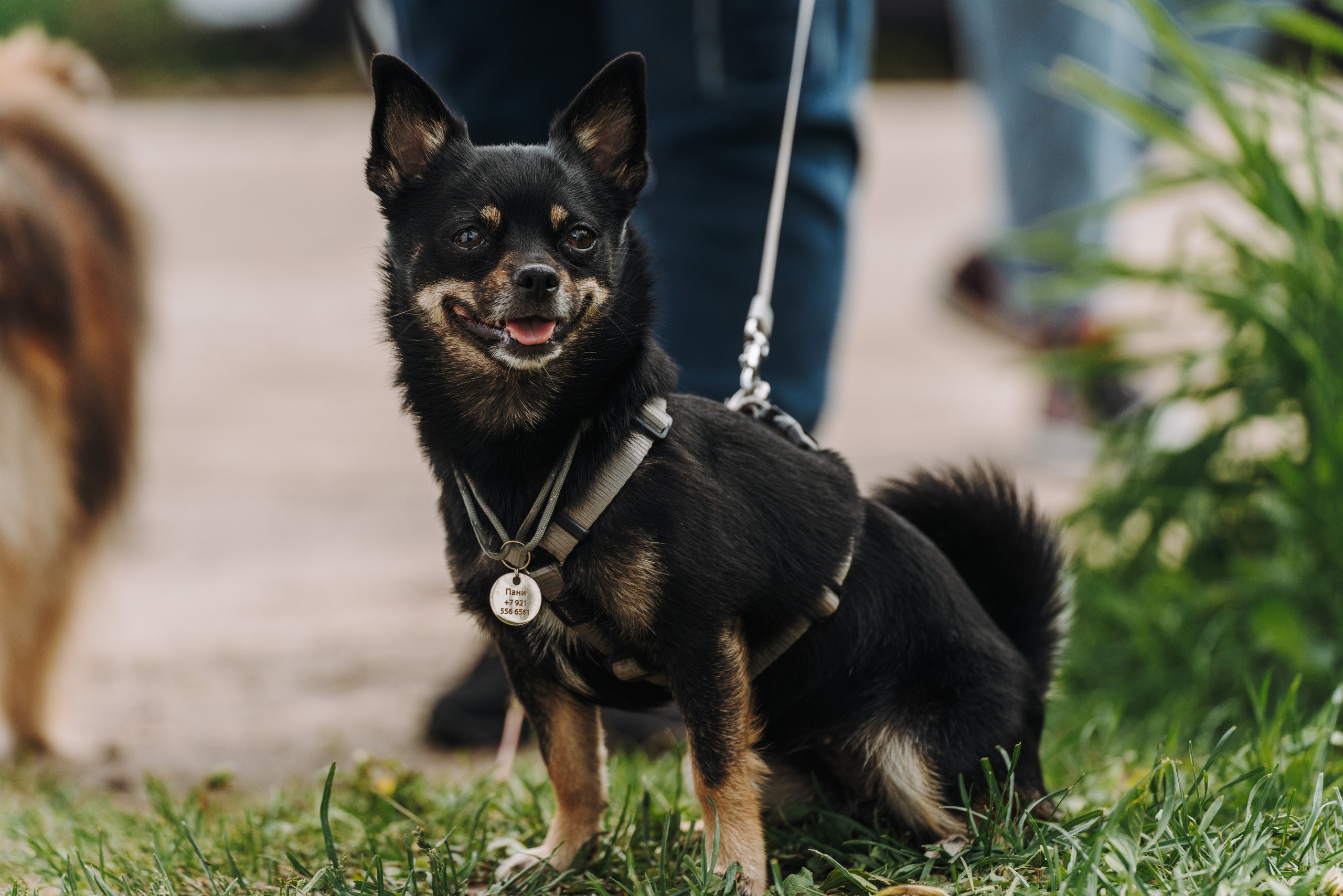 Соревнования по ноузворку. Фотограф анималист в Спб недорого Олеся Майорова