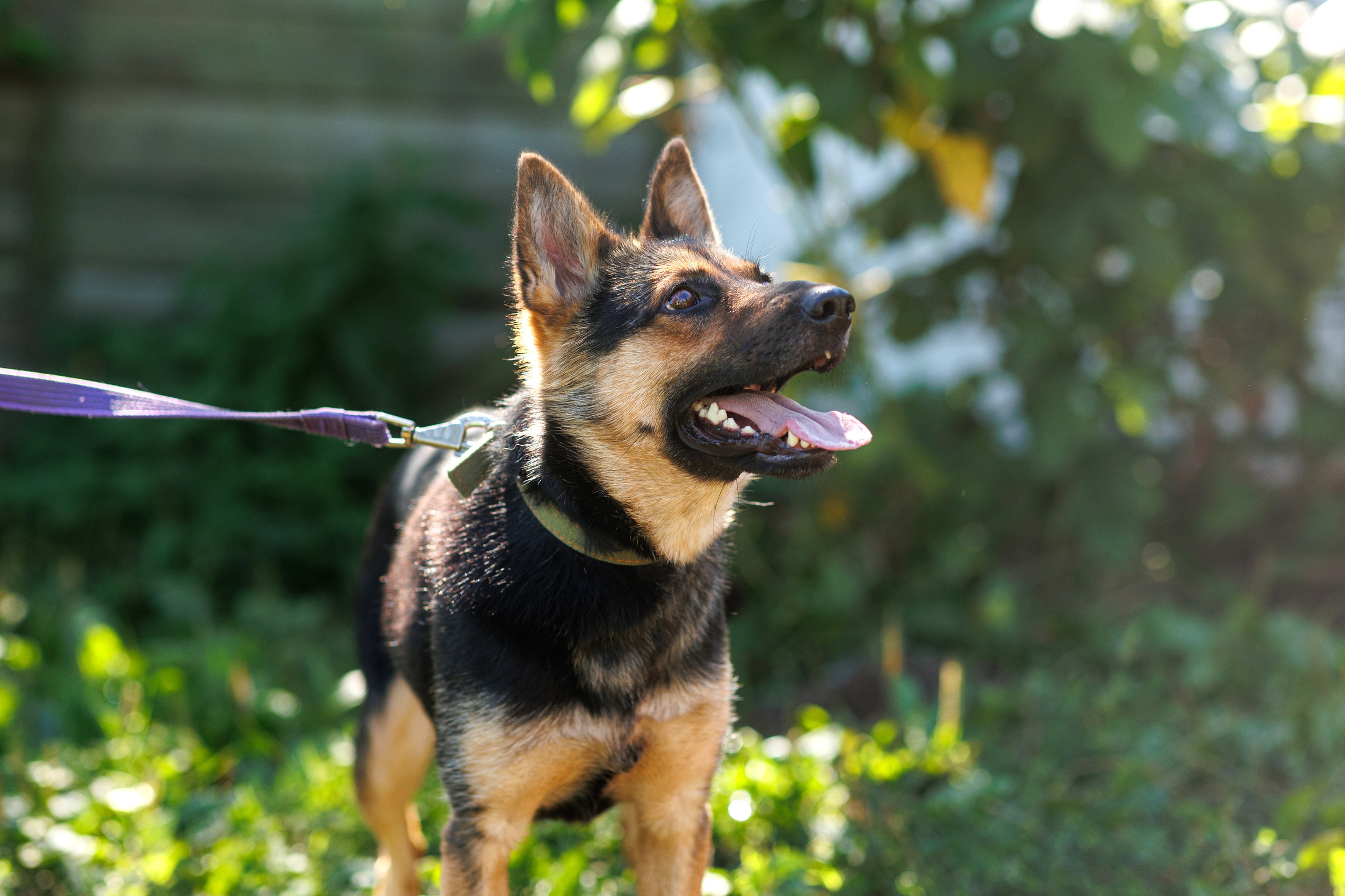 Животные. Фотограф в Твери и Москве Юлия Бахтамова