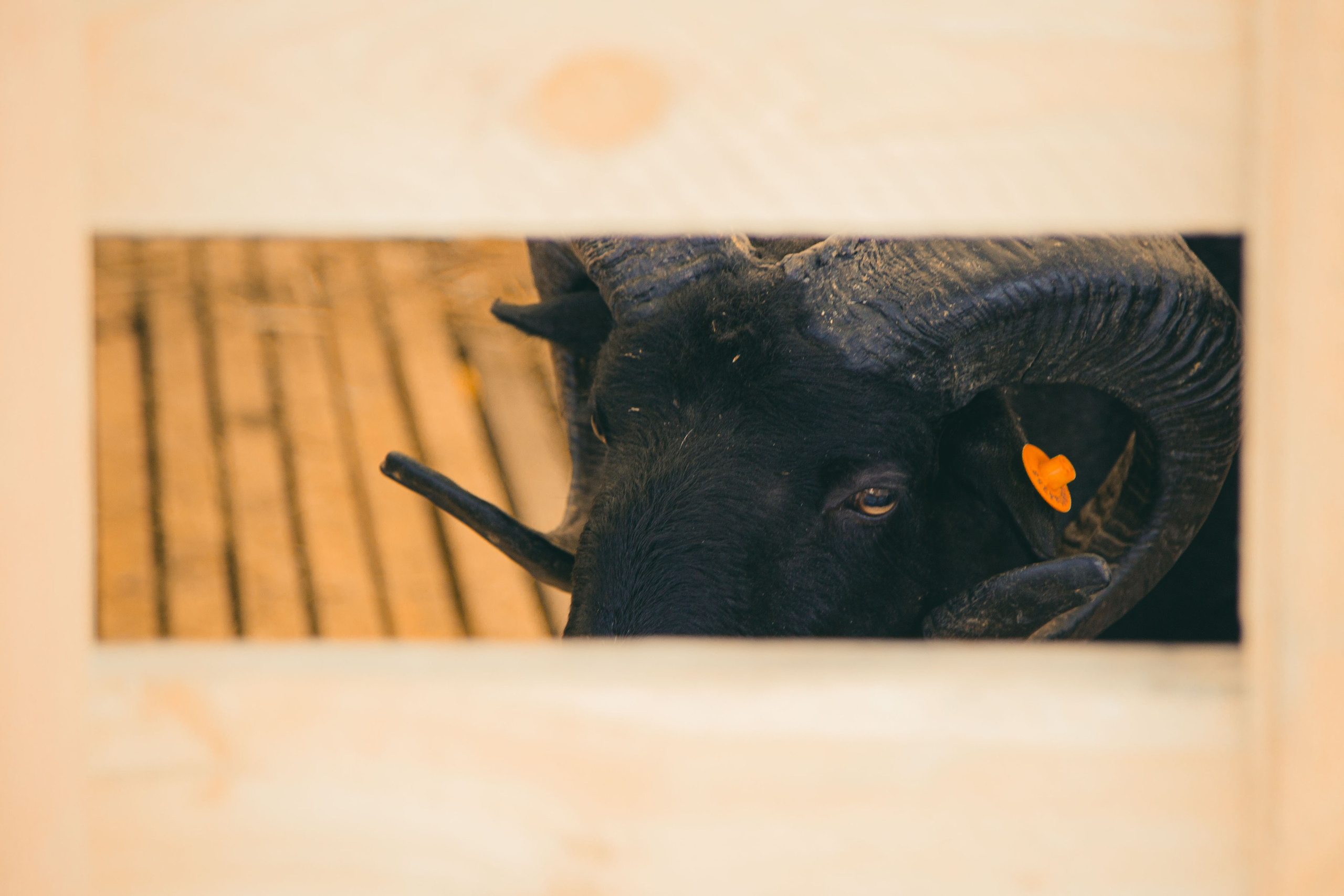 Овцы и овечки. Dmitriy [KCCC] is a pretty cool photographer