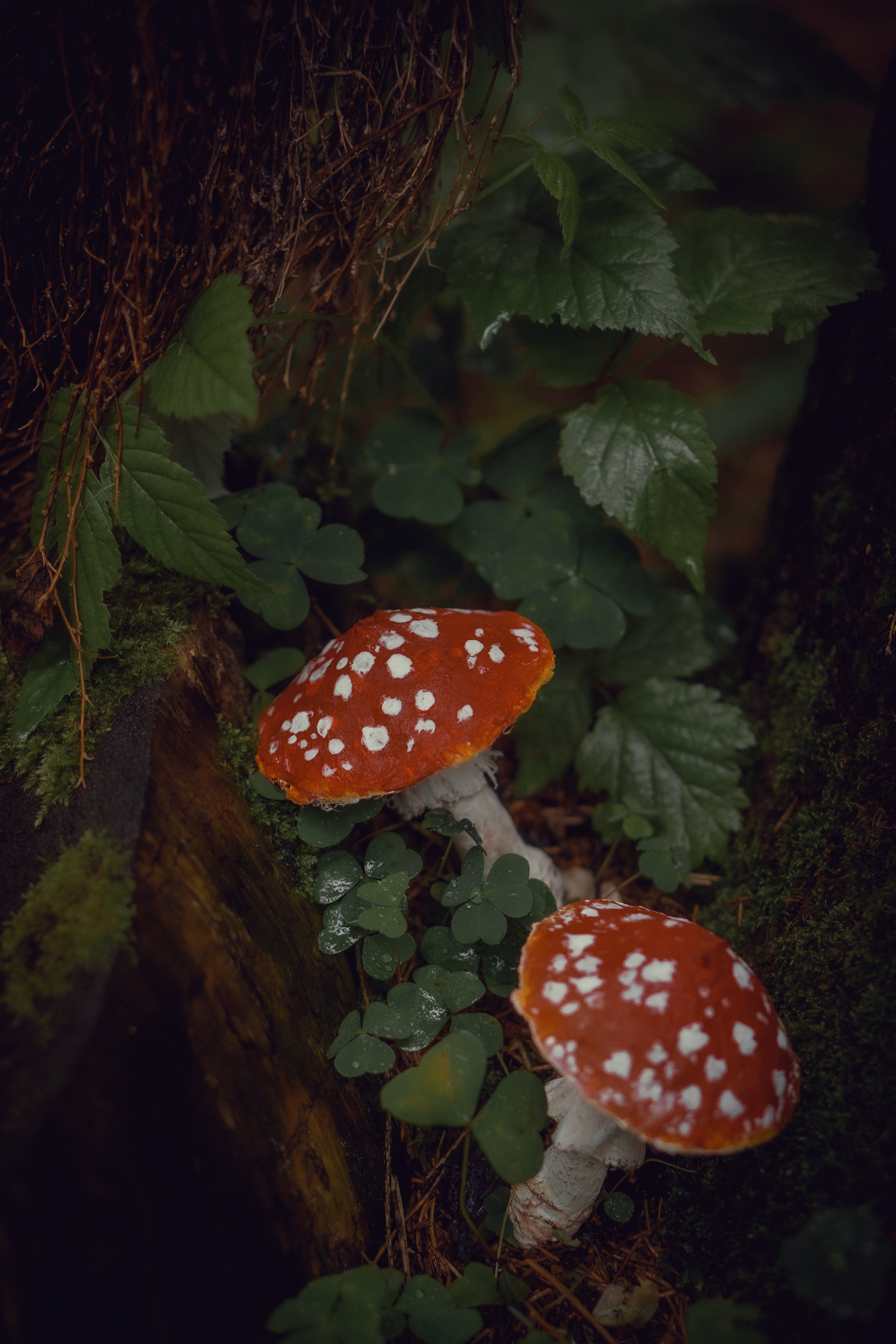 Баба-Яга. Художественный фотограф Салаева Алина