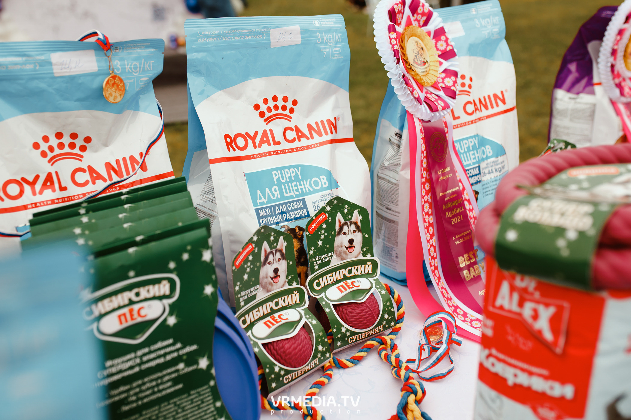 Монопородная выставка лабрадоров «КУЗБАСС 2021»