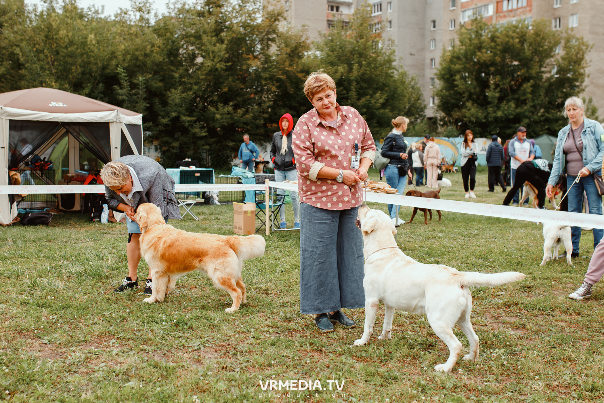 Монопородная выставка лабрадоров «КУЗБАСС 2021»