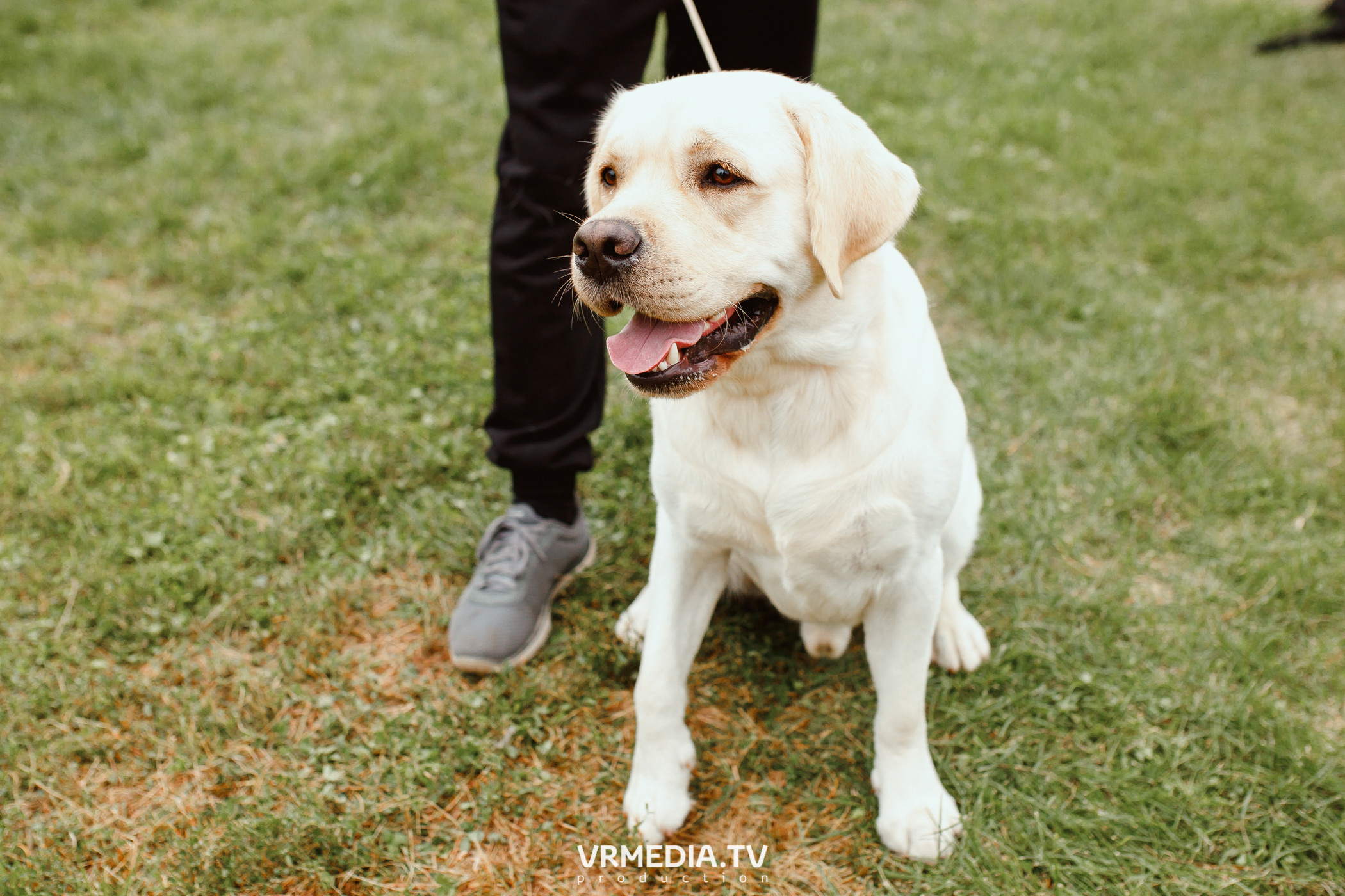 Монопородная выставка лабрадоров «КУЗБАСС 2021»