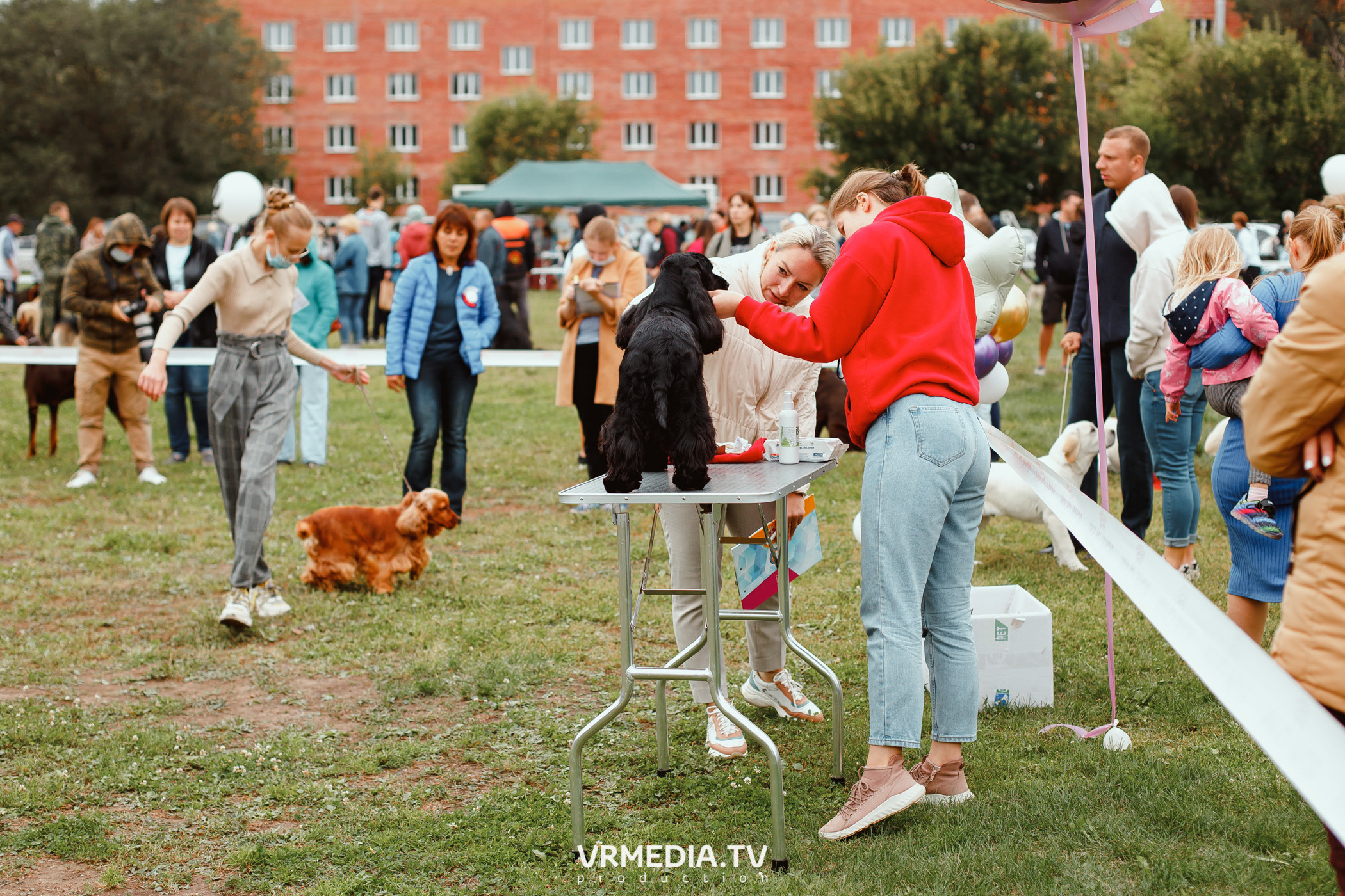 Монопородная выставка лабрадоров «КУЗБАСС 2021»