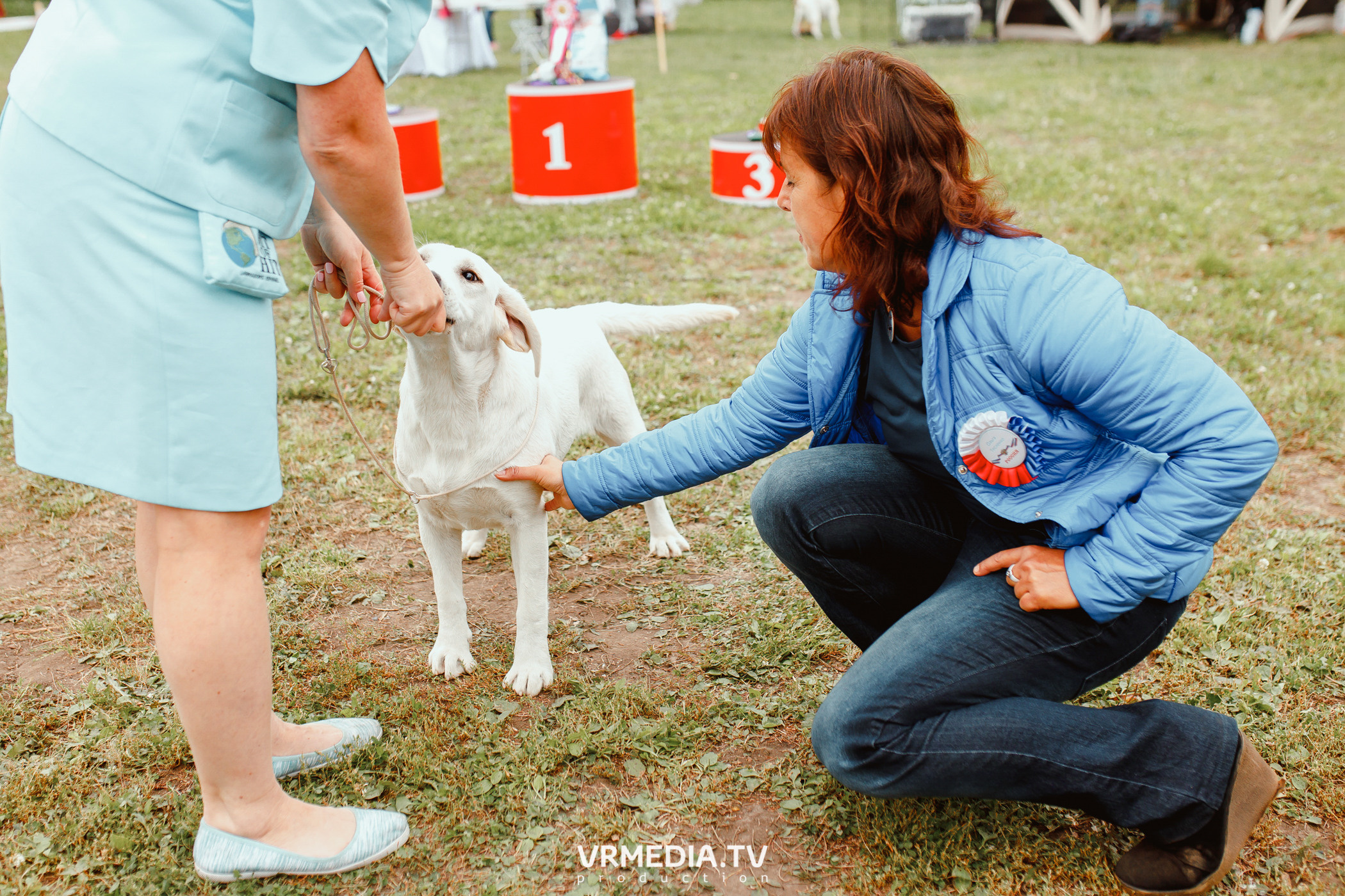 Монопородная выставка лабрадоров «КУЗБАСС 2021»