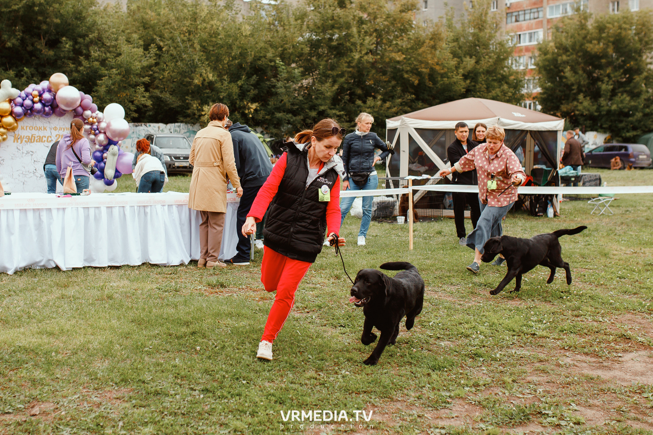 Монопородная выставка лабрадоров «КУЗБАСС 2021»