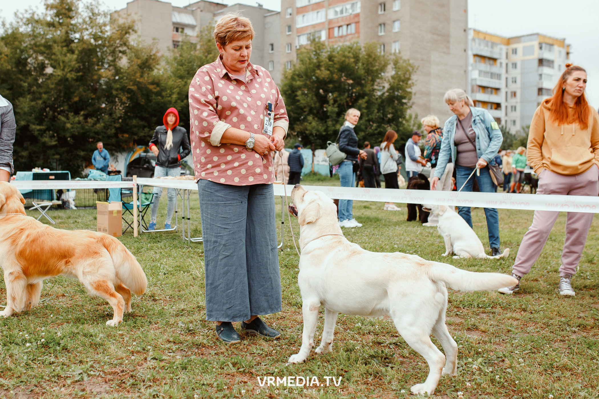 Монопородная выставка лабрадоров «КУЗБАСС 2021»