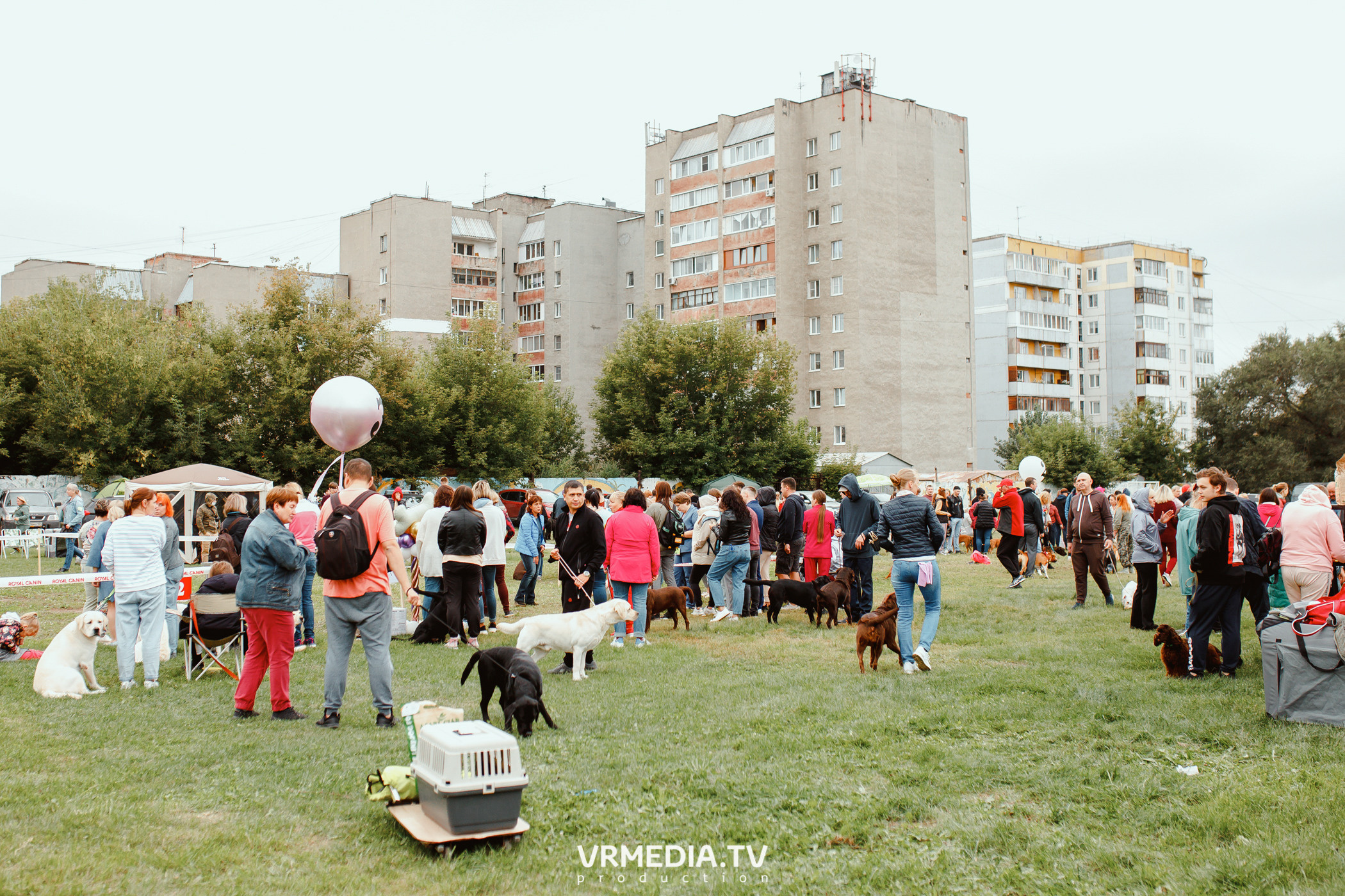 Монопородная выставка лабрадоров «КУЗБАСС 2021»