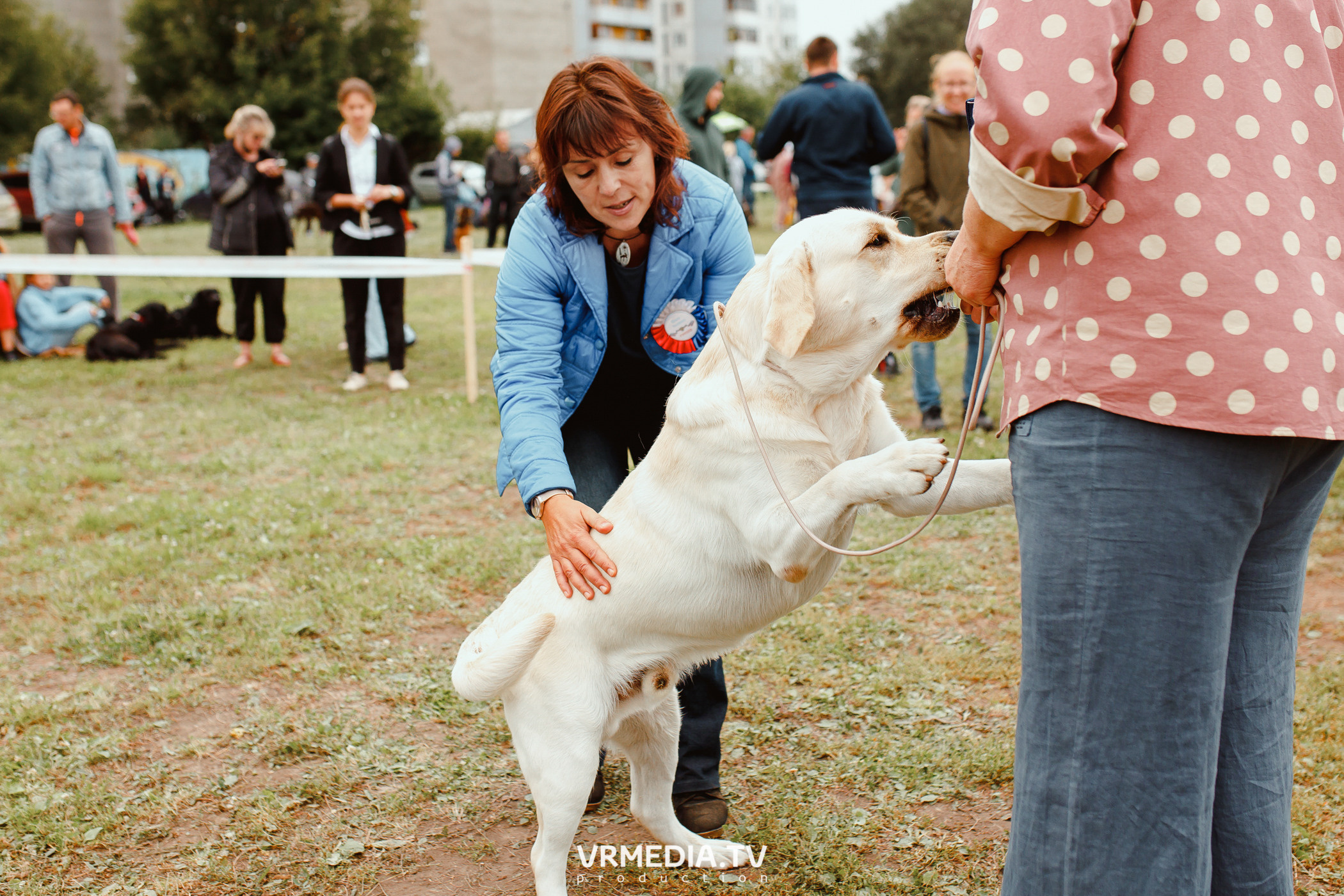 Монопородная выставка лабрадоров «КУЗБАСС 2021»