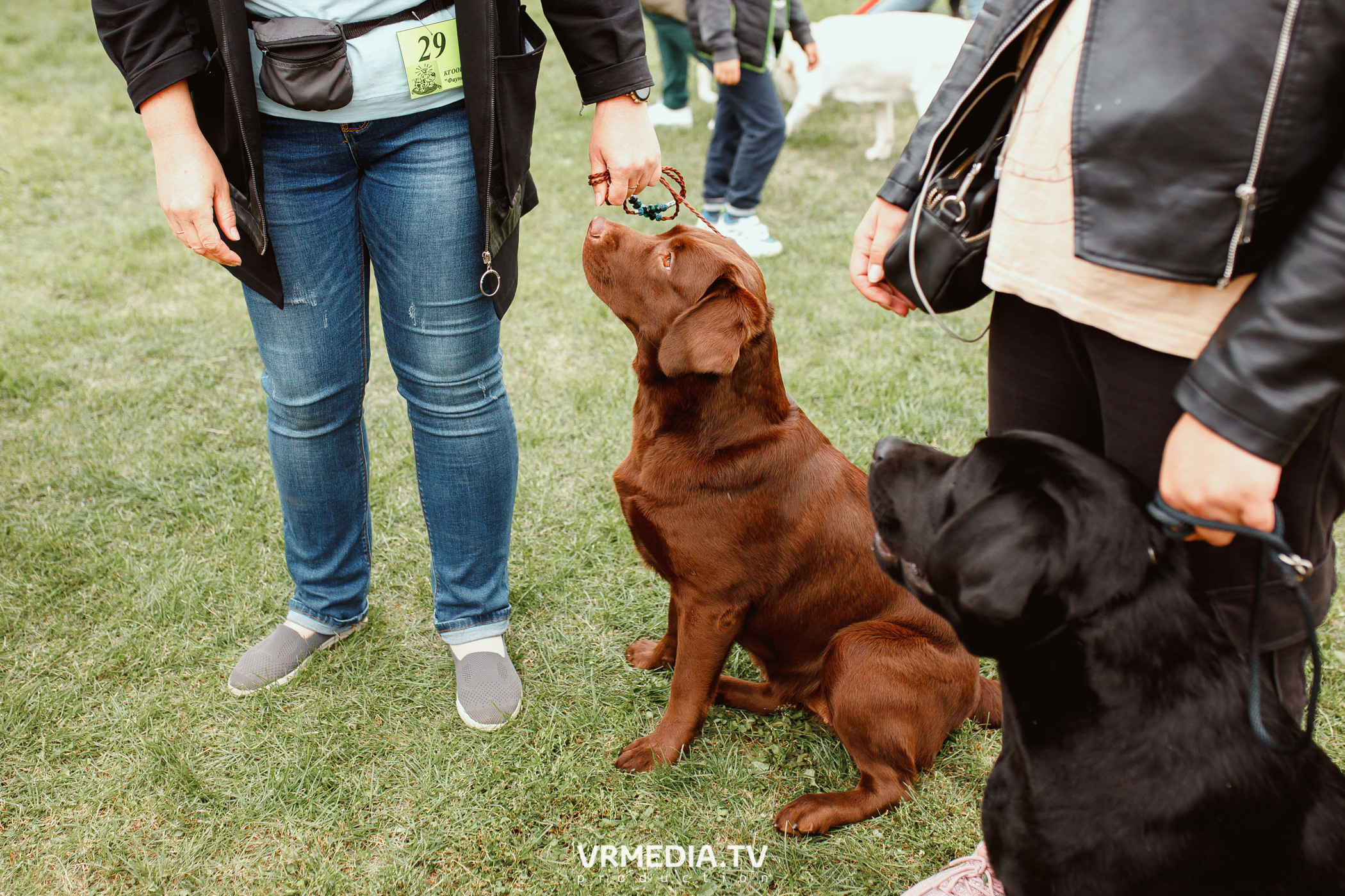 Монопородная выставка лабрадоров «КУЗБАСС 2021»