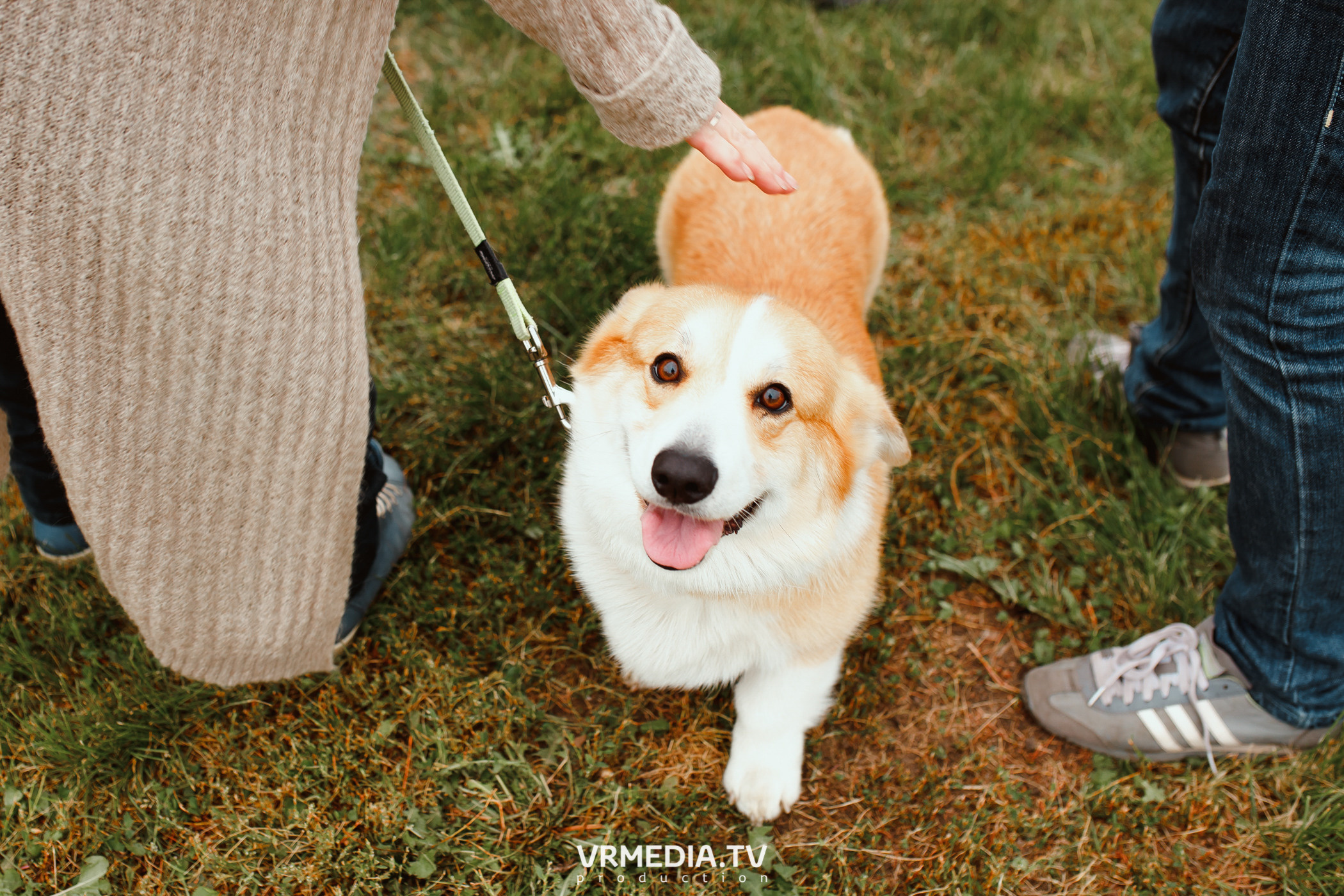 Монопородная выставка лабрадоров «КУЗБАСС 2021»