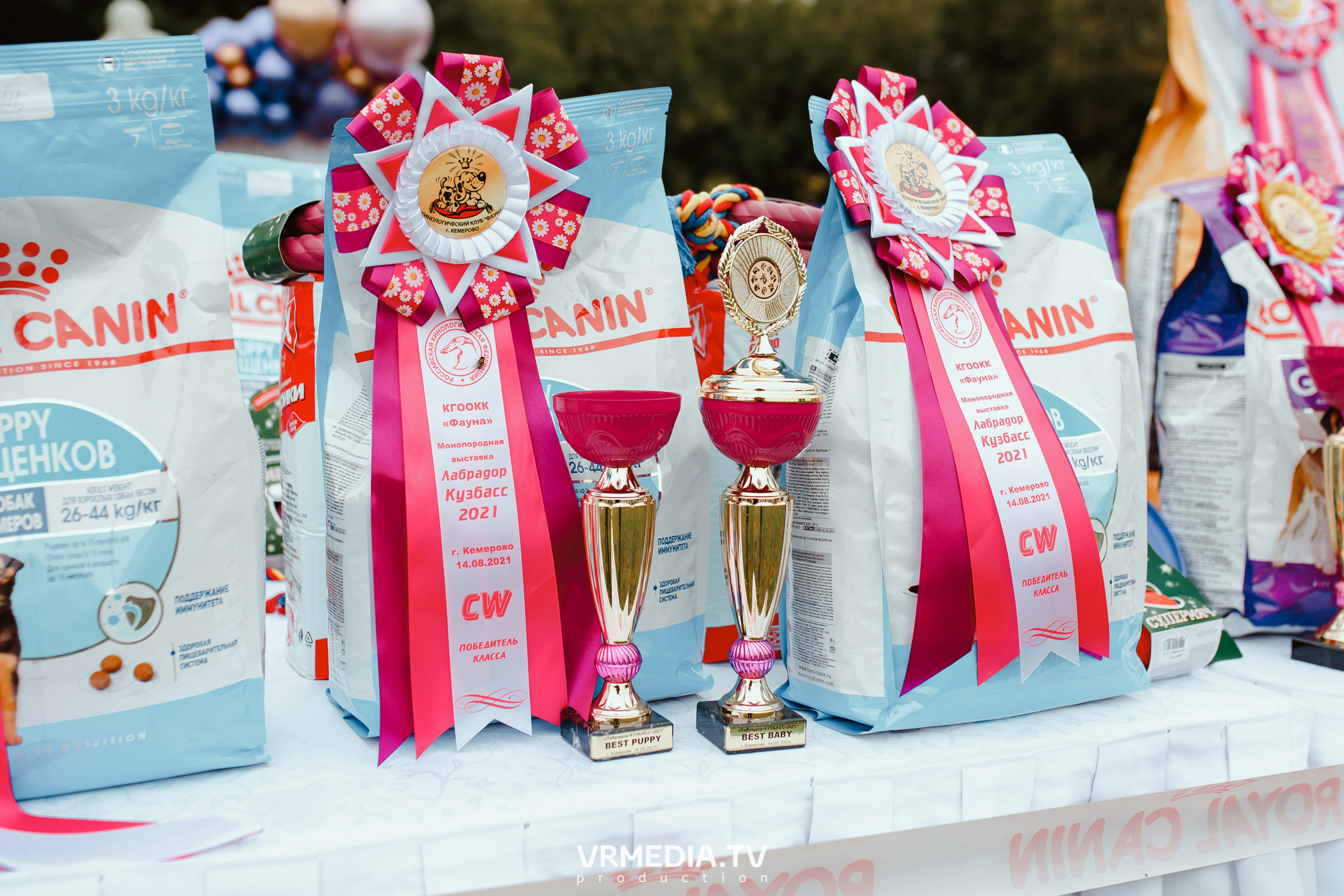 Монопородная выставка лабрадоров «КУЗБАСС 2021»