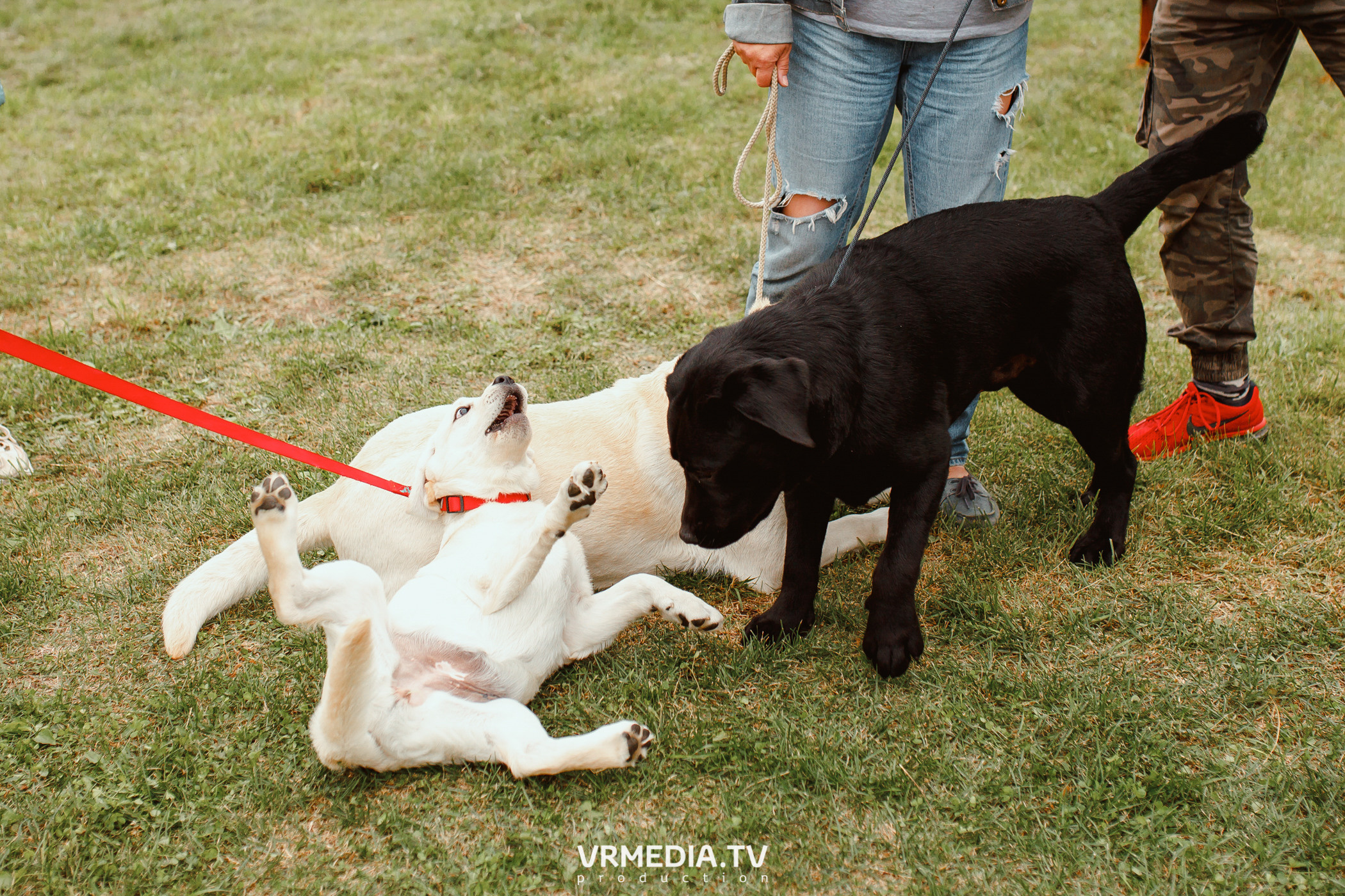 Монопородная выставка лабрадоров «КУЗБАСС 2021»