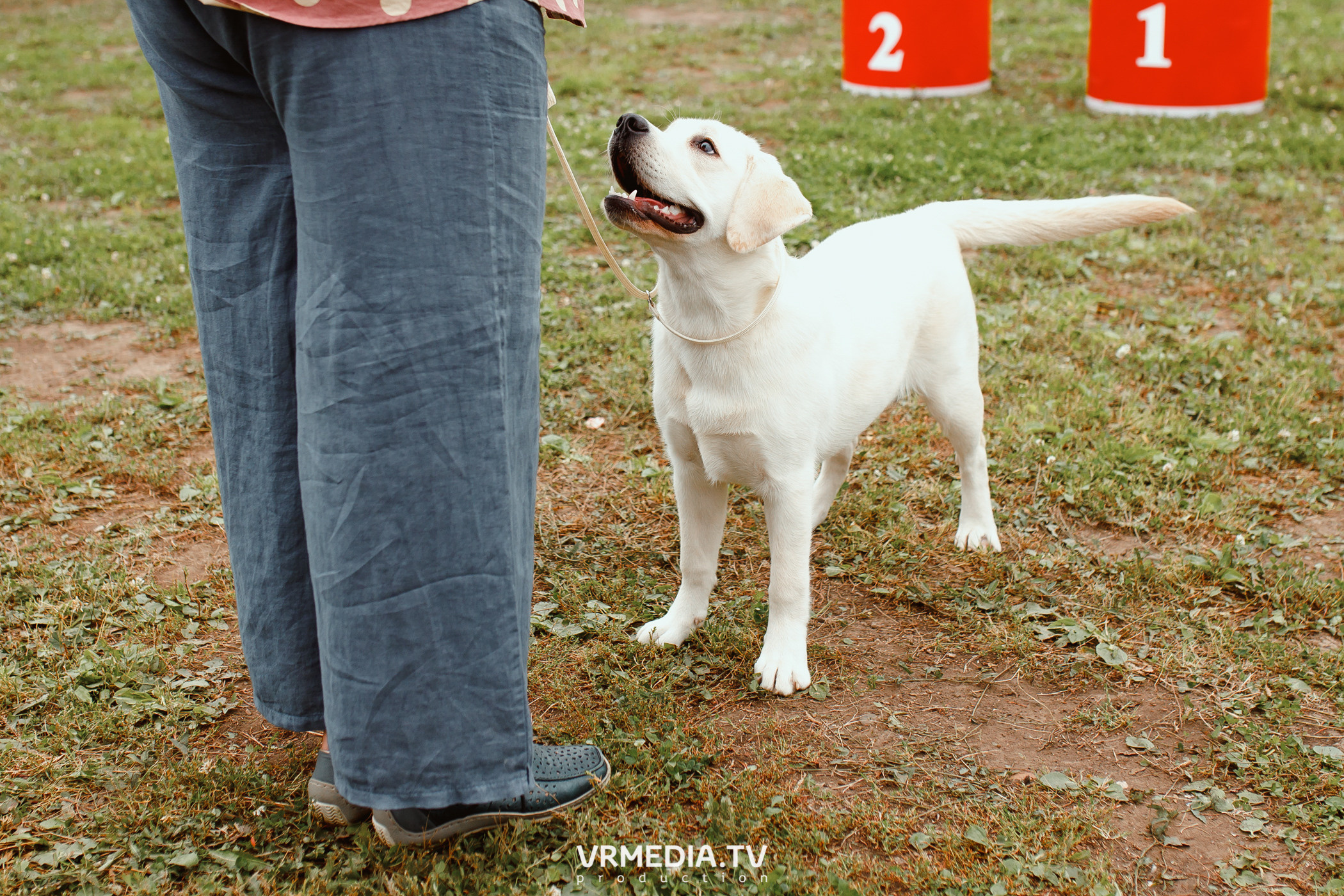 Монопородная выставка лабрадоров «КУЗБАСС 2021»