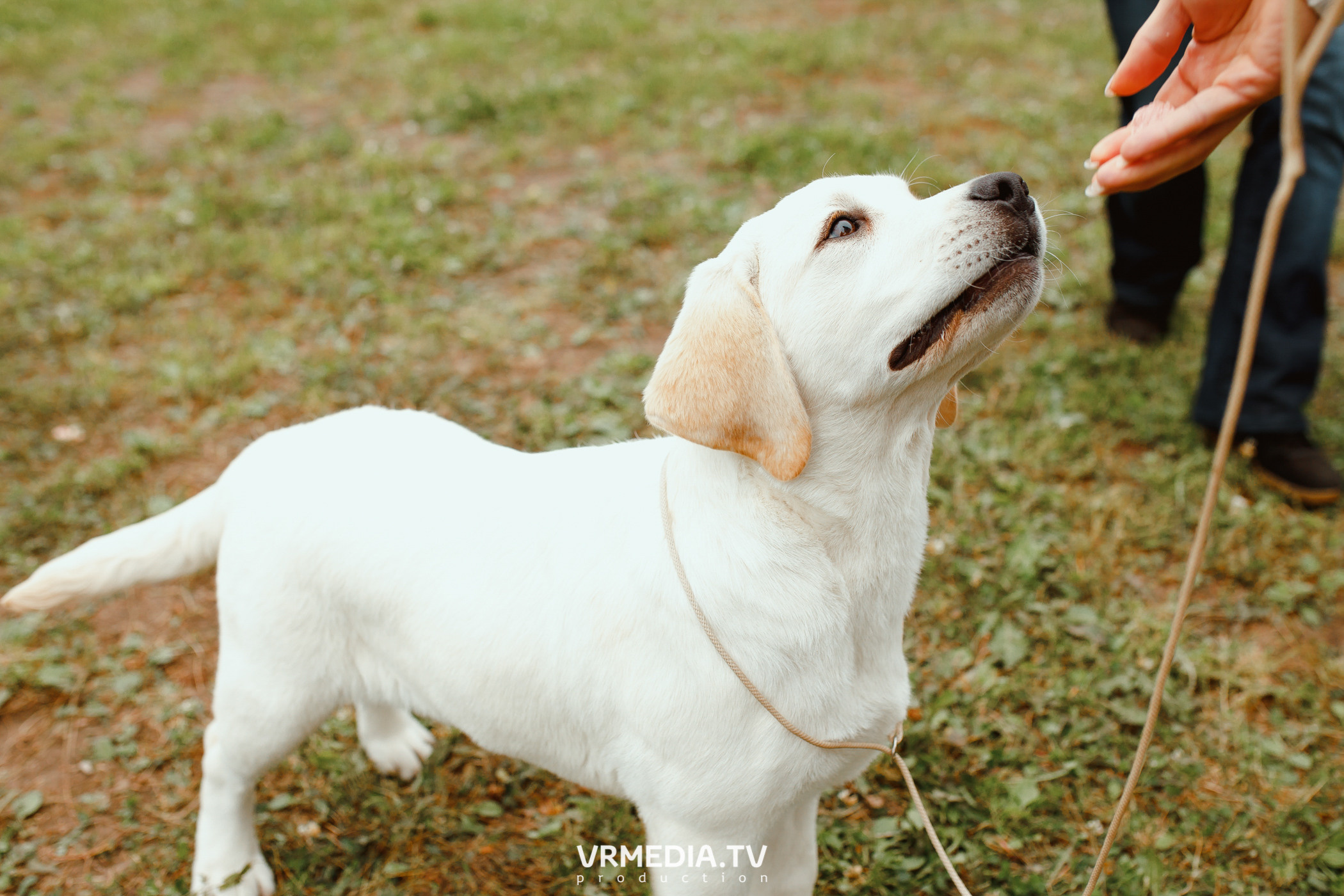 Монопородная выставка лабрадоров «КУЗБАСС 2021»