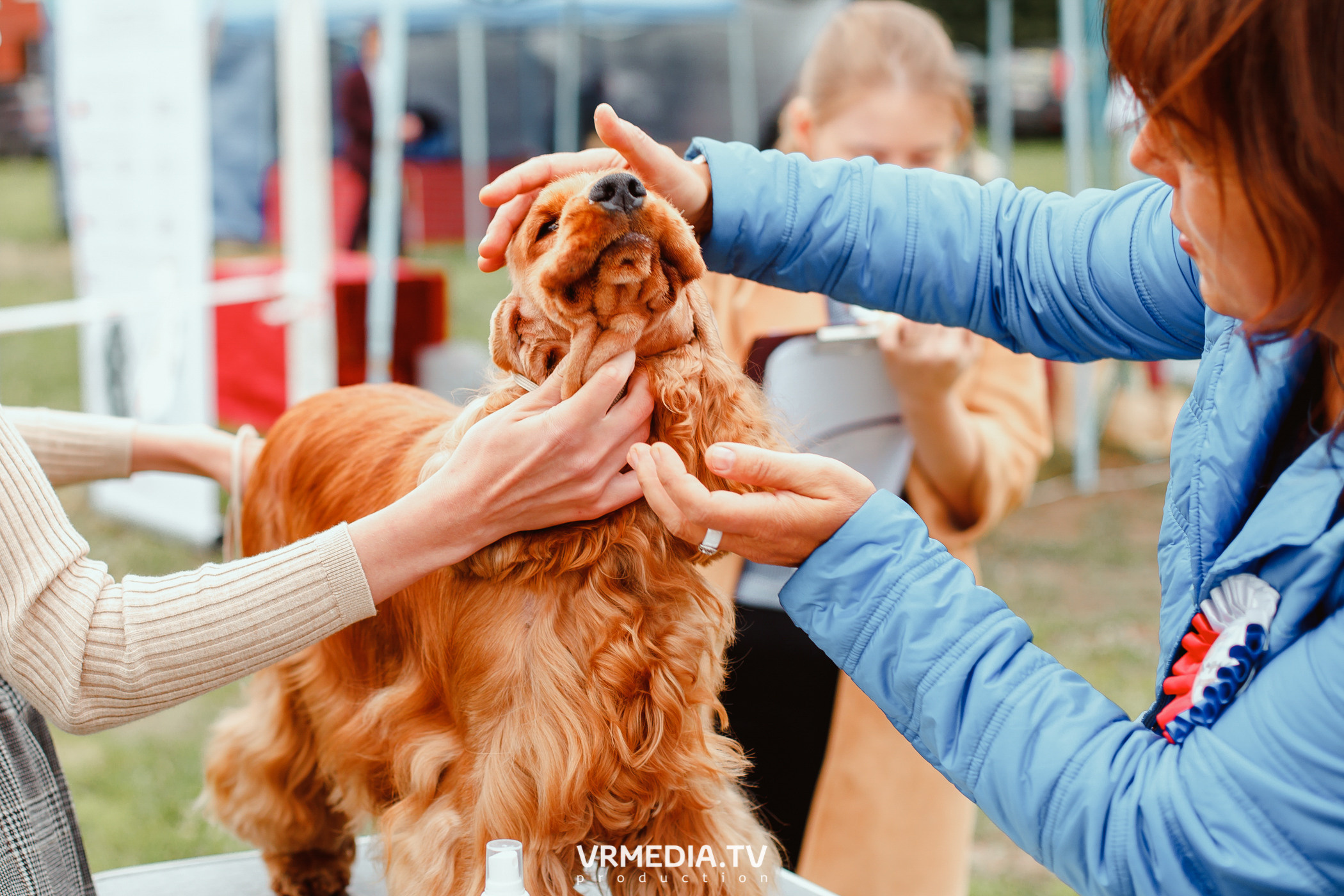 Монопородная выставка лабрадоров «КУЗБАСС 2021»