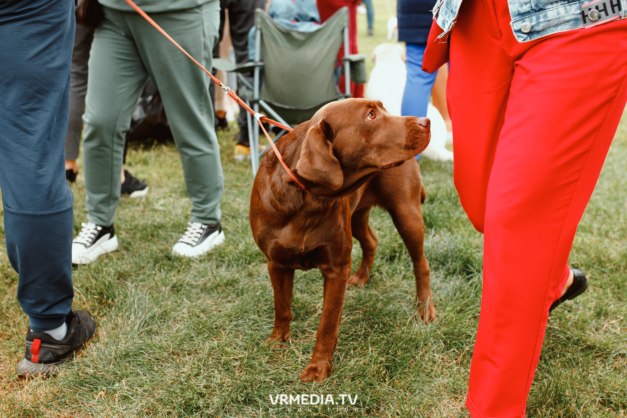 Монопородная выставка лабрадоров «КУЗБАСС 2021»