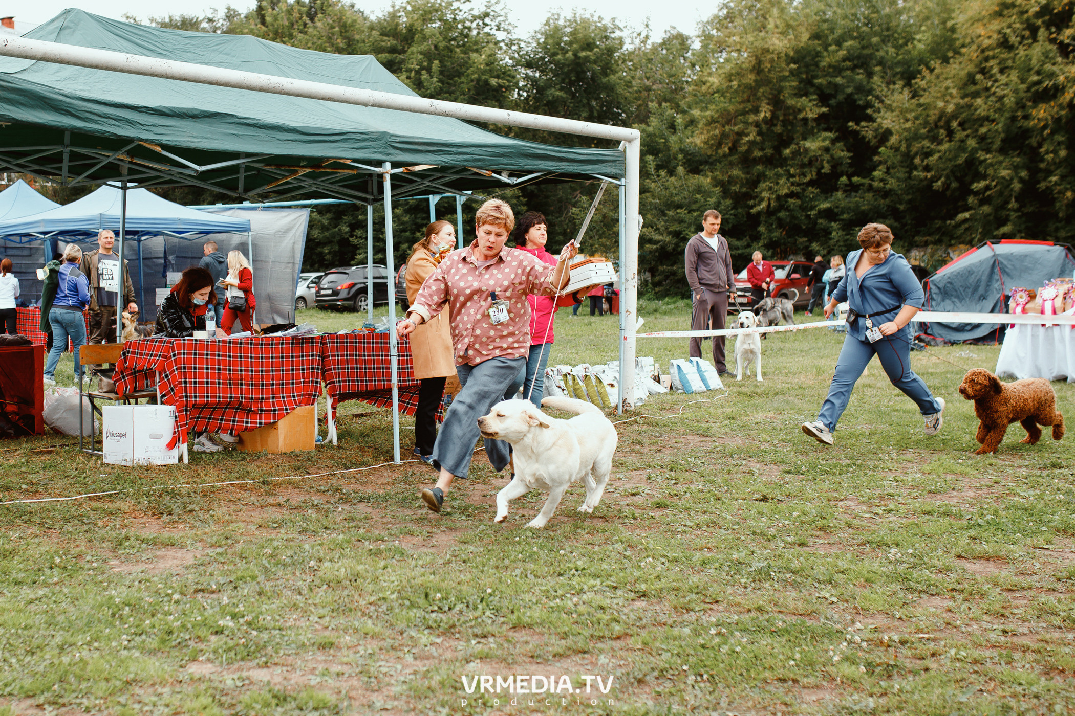 Монопородная выставка лабрадоров «КУЗБАСС 2021»