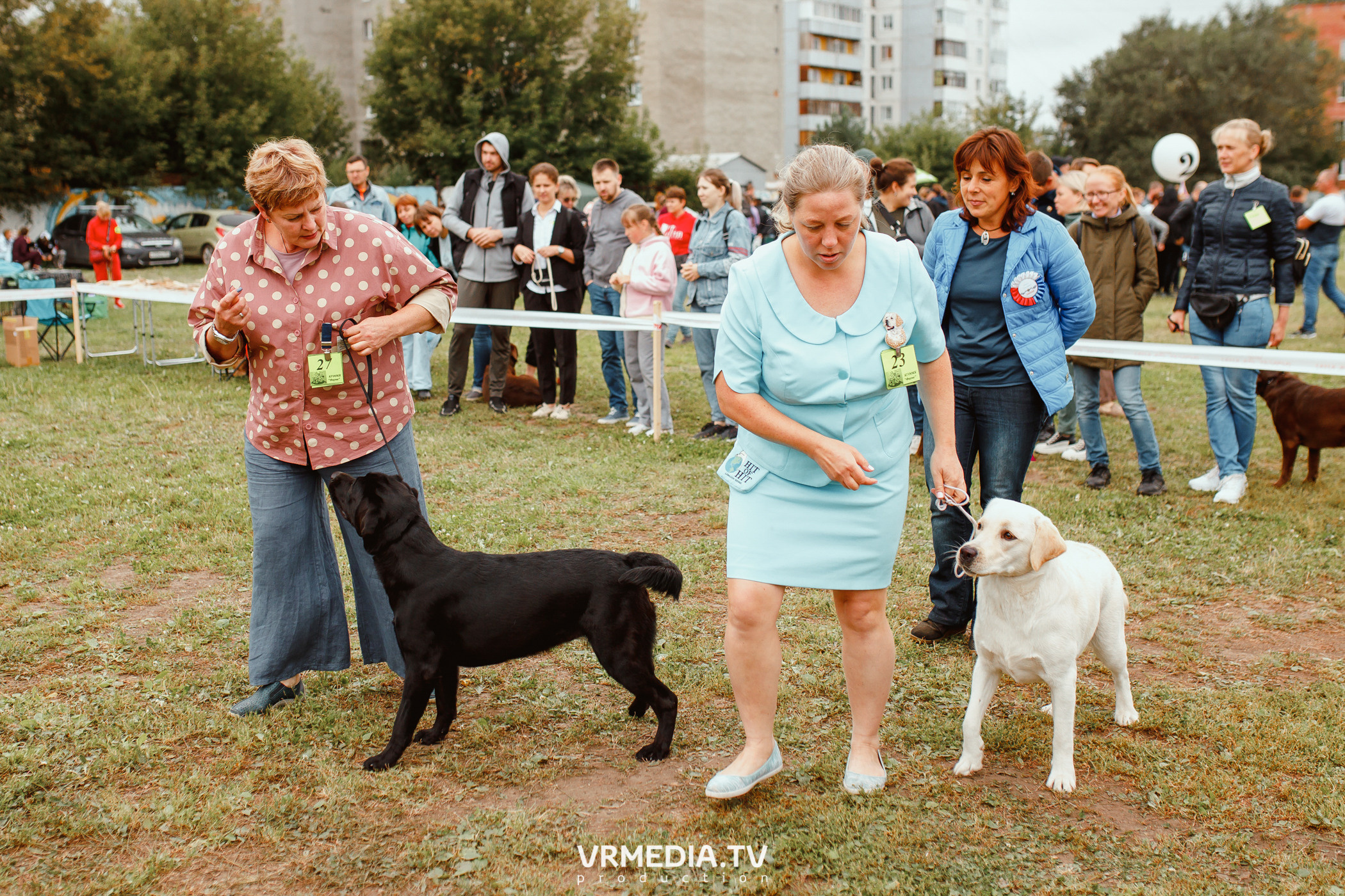 Монопородная выставка лабрадоров «КУЗБАСС 2021»